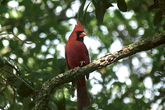 ILWO 5-26-15 Poston Cardinal