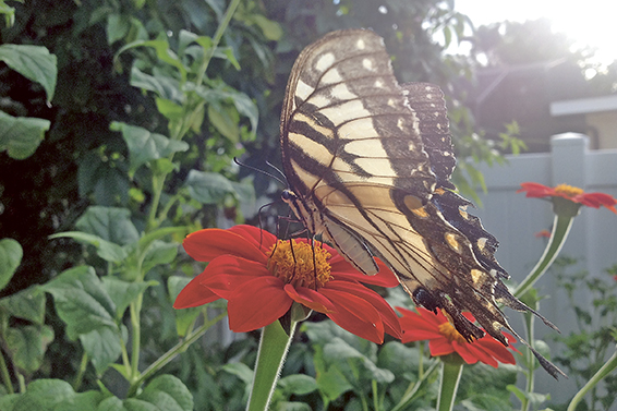 ILWO9-11 Williamson Butterfly