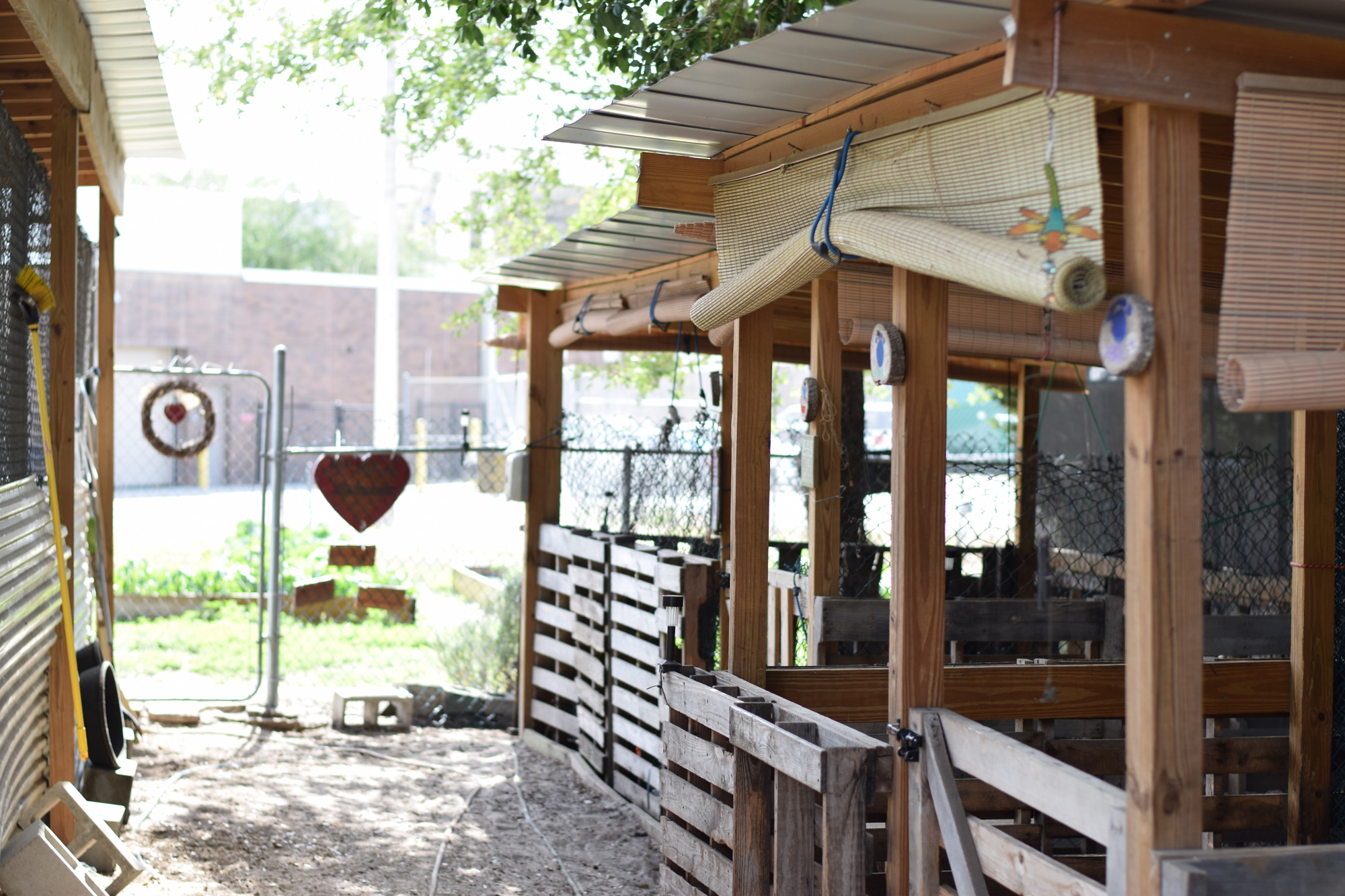 The ESE classes at Dr. Phillips High School help maintain the Special Hearts Farm and care for its animals.