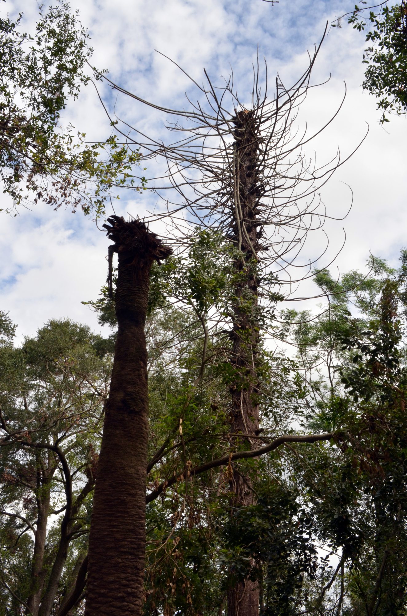 The top third of the Bunya pine, right, planted by Henry Nehrling more than a century ago, snapped off during the hurricane, seriously injuring one of Nehrling's historic palm trees.