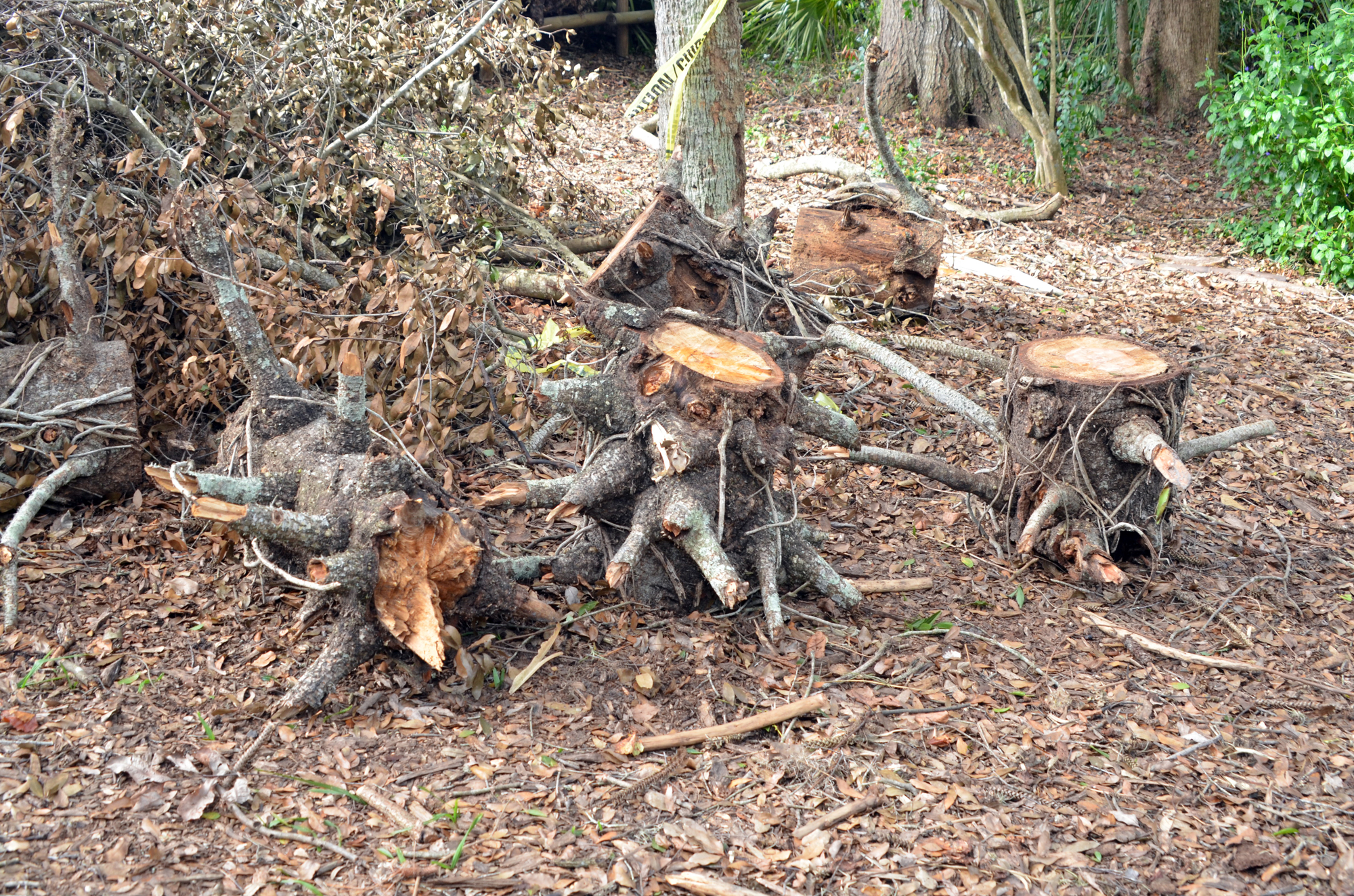 Pieces from the top of the Bunya pine lie near roadside rubbish waiting to be hauled away.