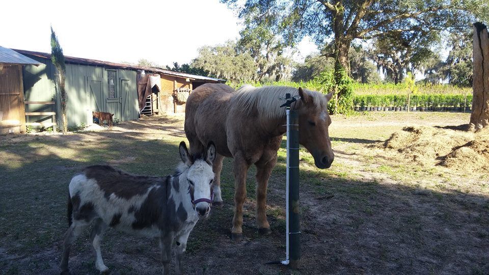 Steven Norman has a small farm in Groveland. (Courtesy Photo)