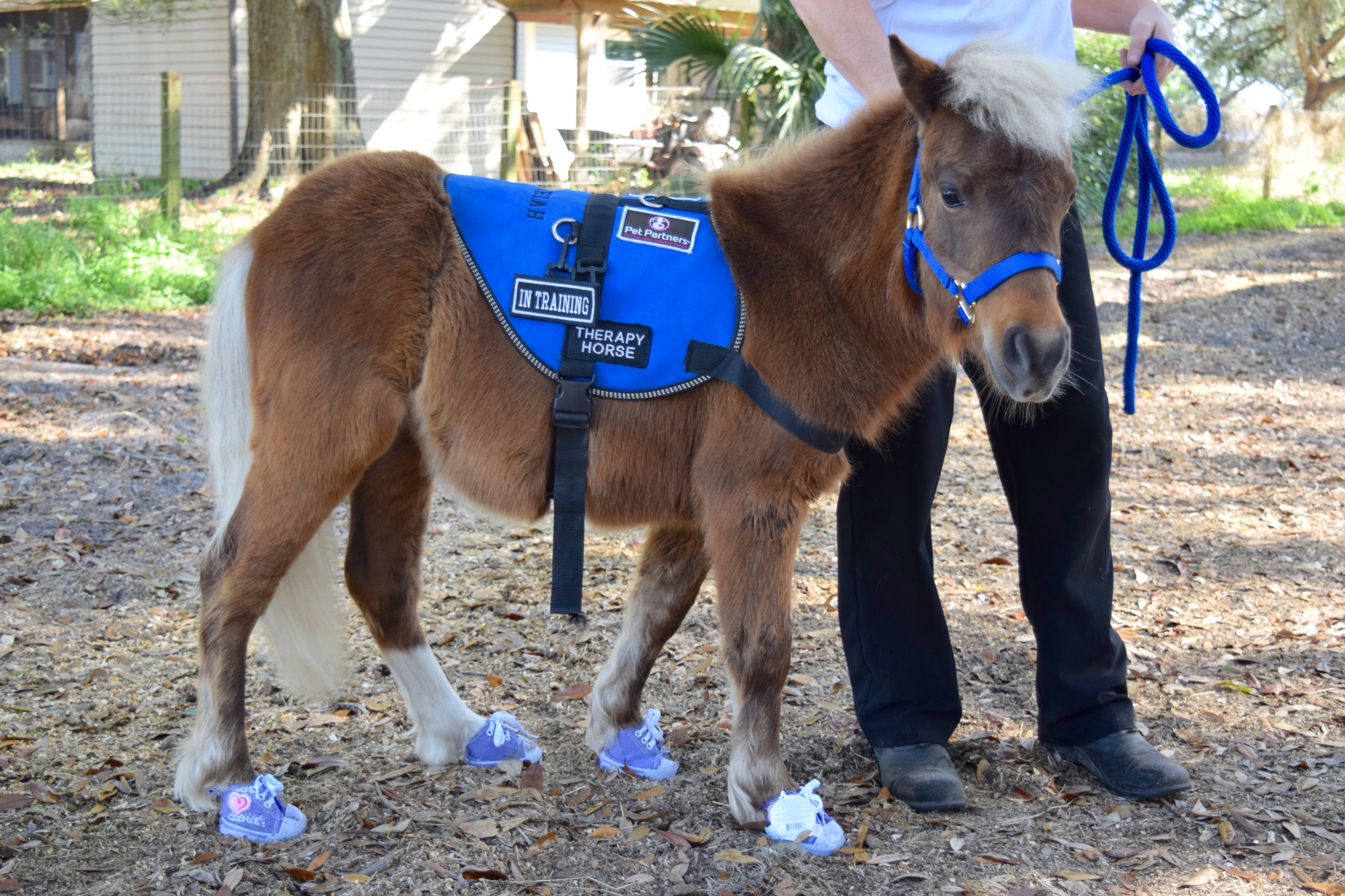 Mini horse Ellie shows off her new shoes.