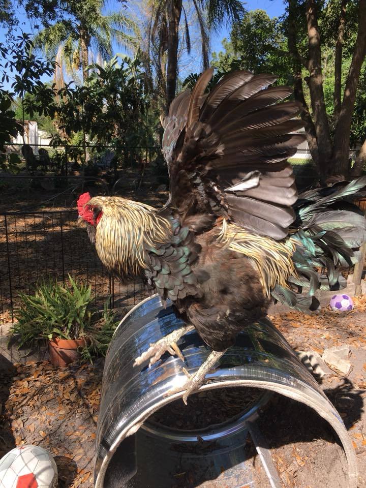 Milfred spreads his wings in his yard.