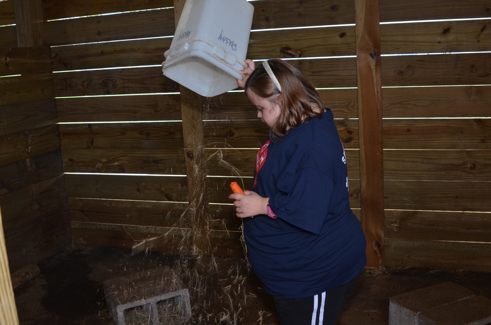 Alivia Easley gives the animals fresh hay.