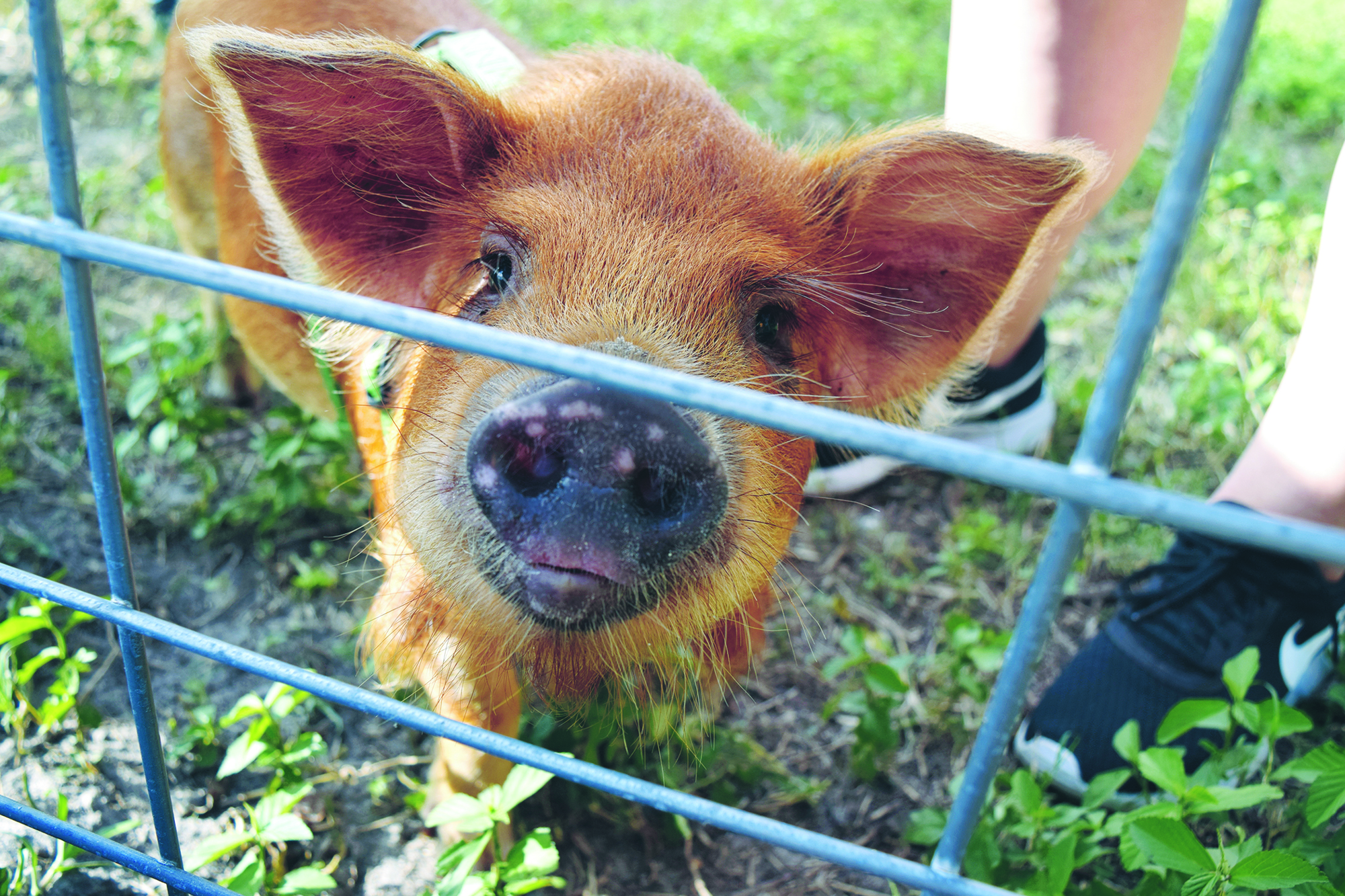 Puddles the pig was not camera shy at WOHS FFA’s Ag-stravaganza event in September.