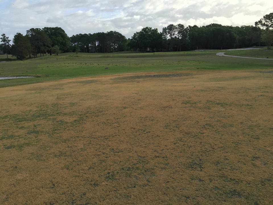 Nearby residents believe golf course greens are being left to die.