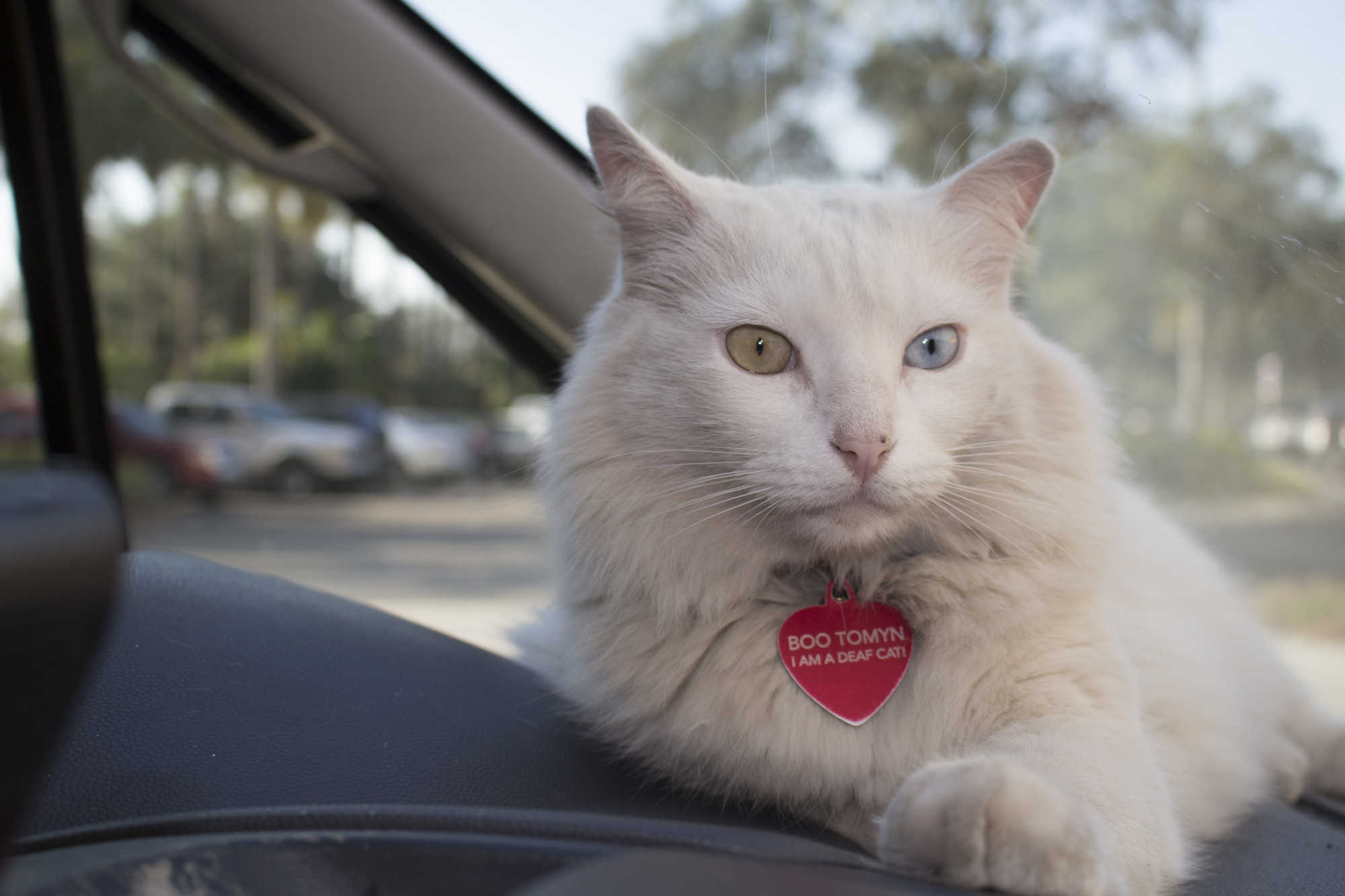 Boo is a Turkish Angora who goes by the nickname, “Dirty White Boy.” He loves tagging along on car rides.