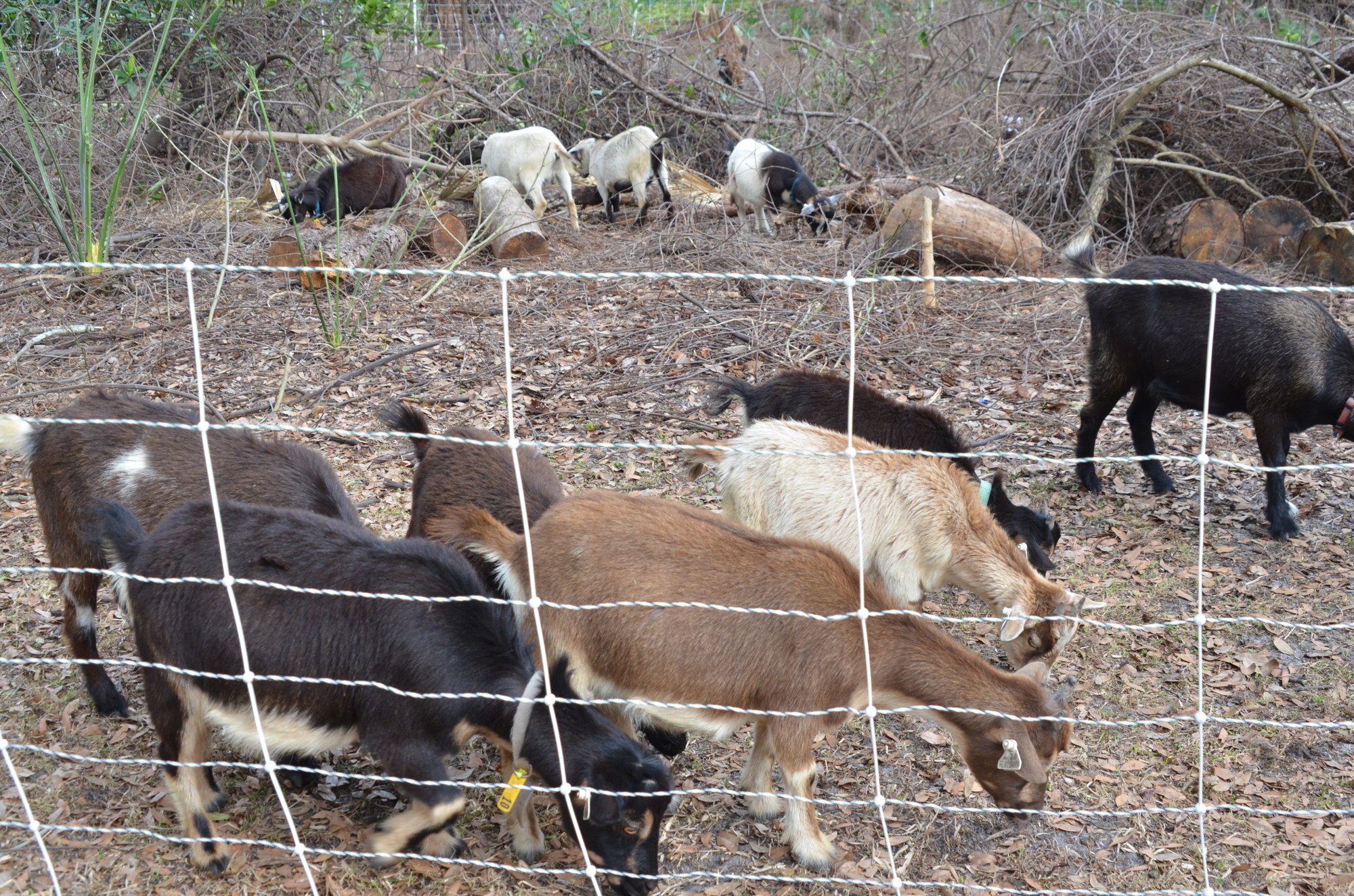 A herd of 25 goats has nearly stripped away all the invasive species in this portion of the Silver Woods community entrance.
