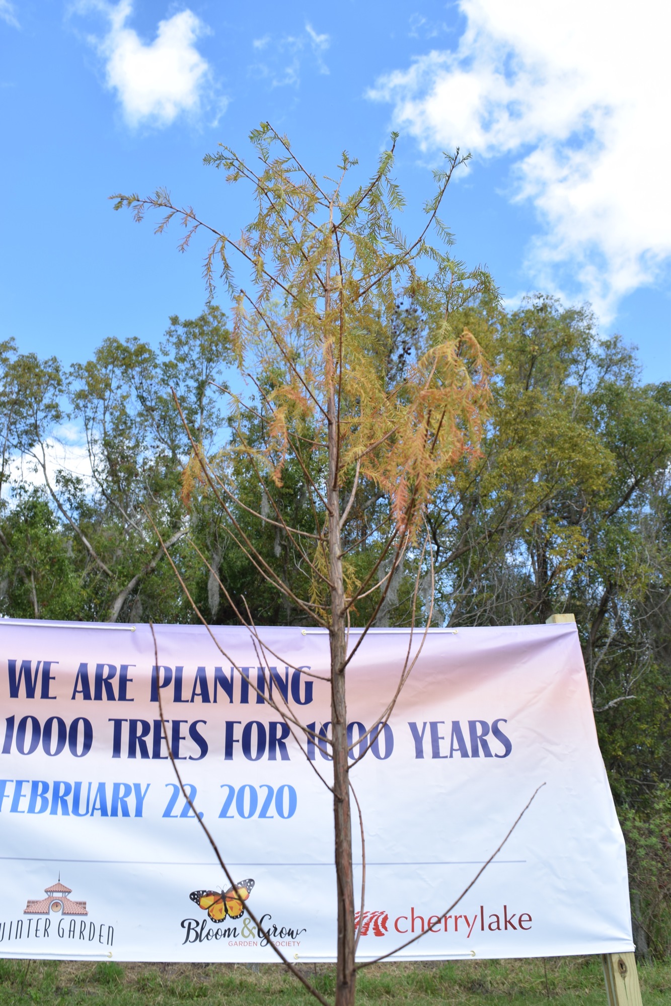 The 1,000th bald cypress tree will grow from just a few feet tall to more than 100 feet tall over time.