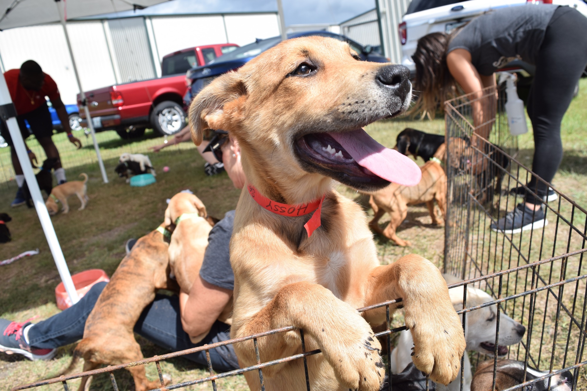 Creegan Canine Rescue most recently took in eight puppies that came in on a rescue flight from southern Alabama. 