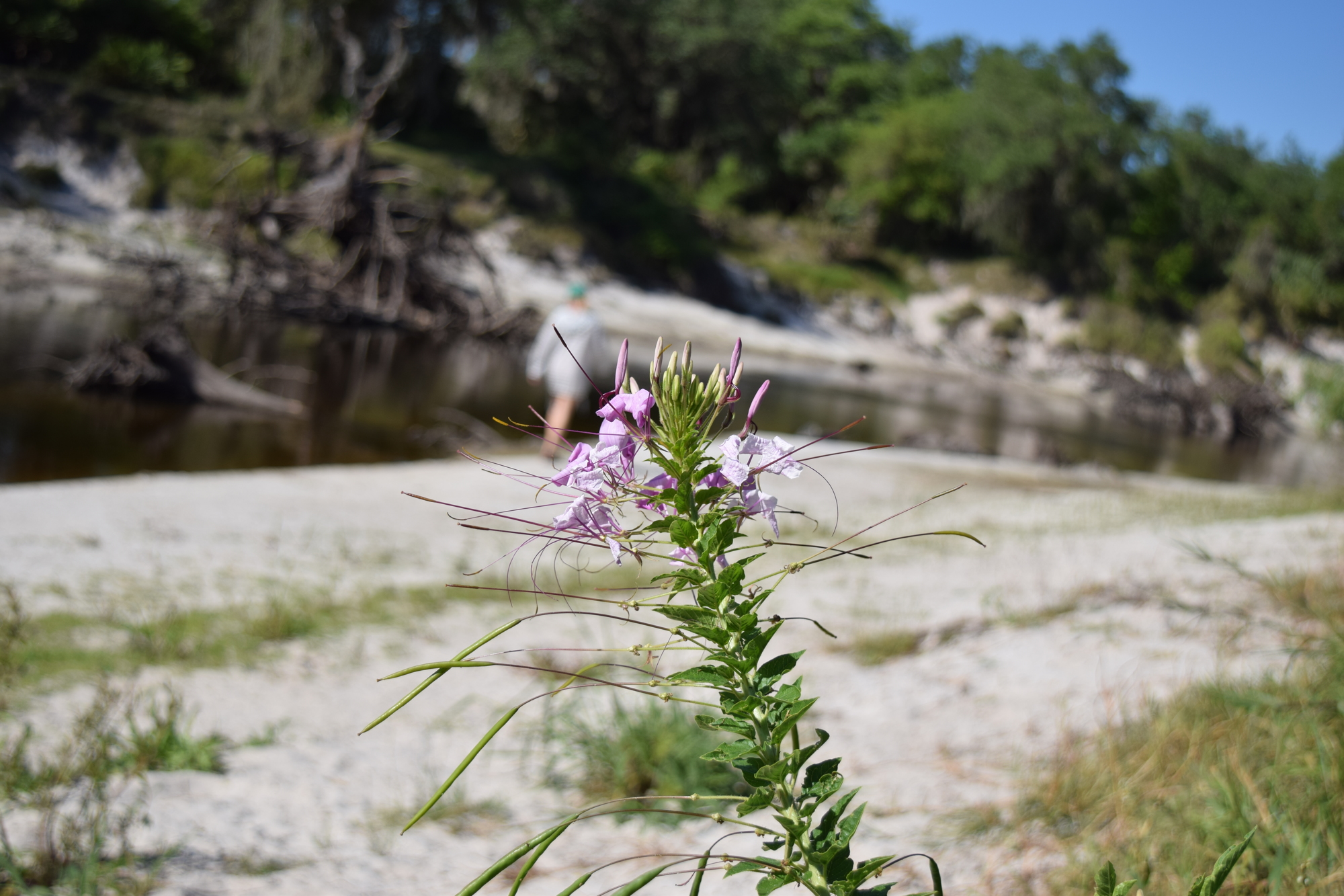 Flowers are a common sighting along the banks of Peace River, home to thousands of species of flora and fauna.