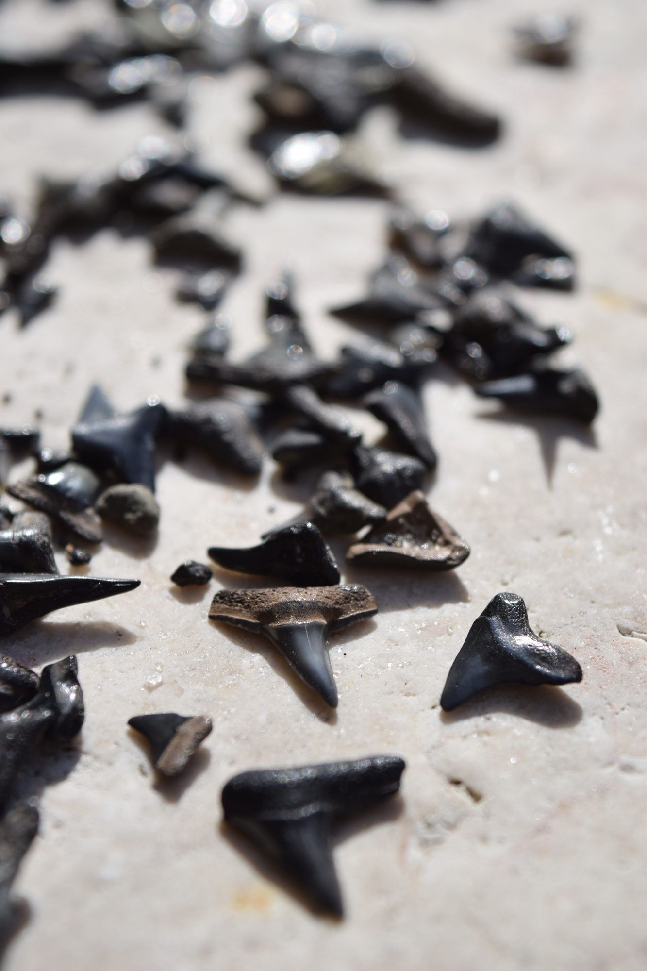 Shark teeth abound along the bottom of Peace River as little reminders of a Florida once submerged.