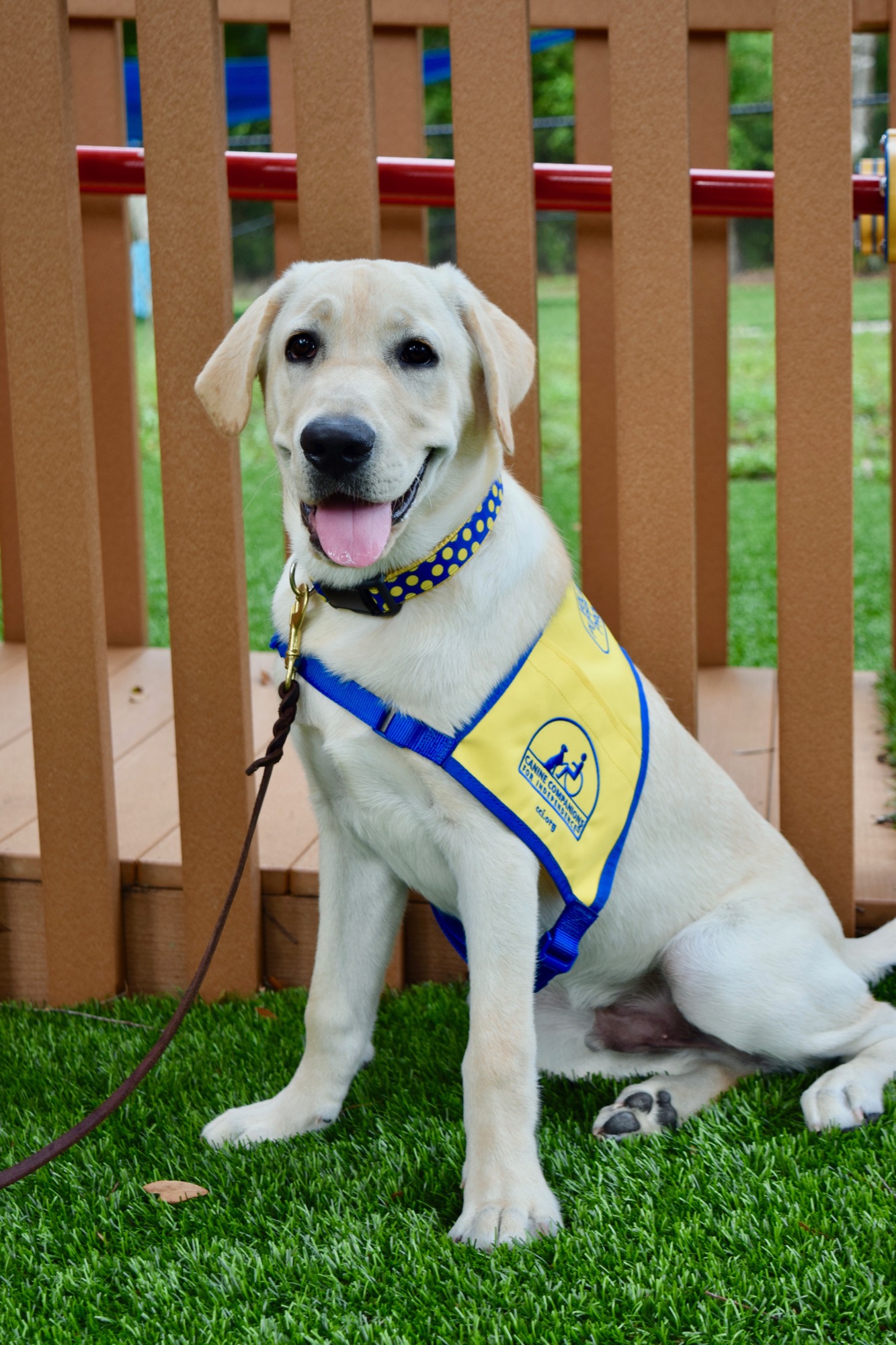 Cci clearance canine companions