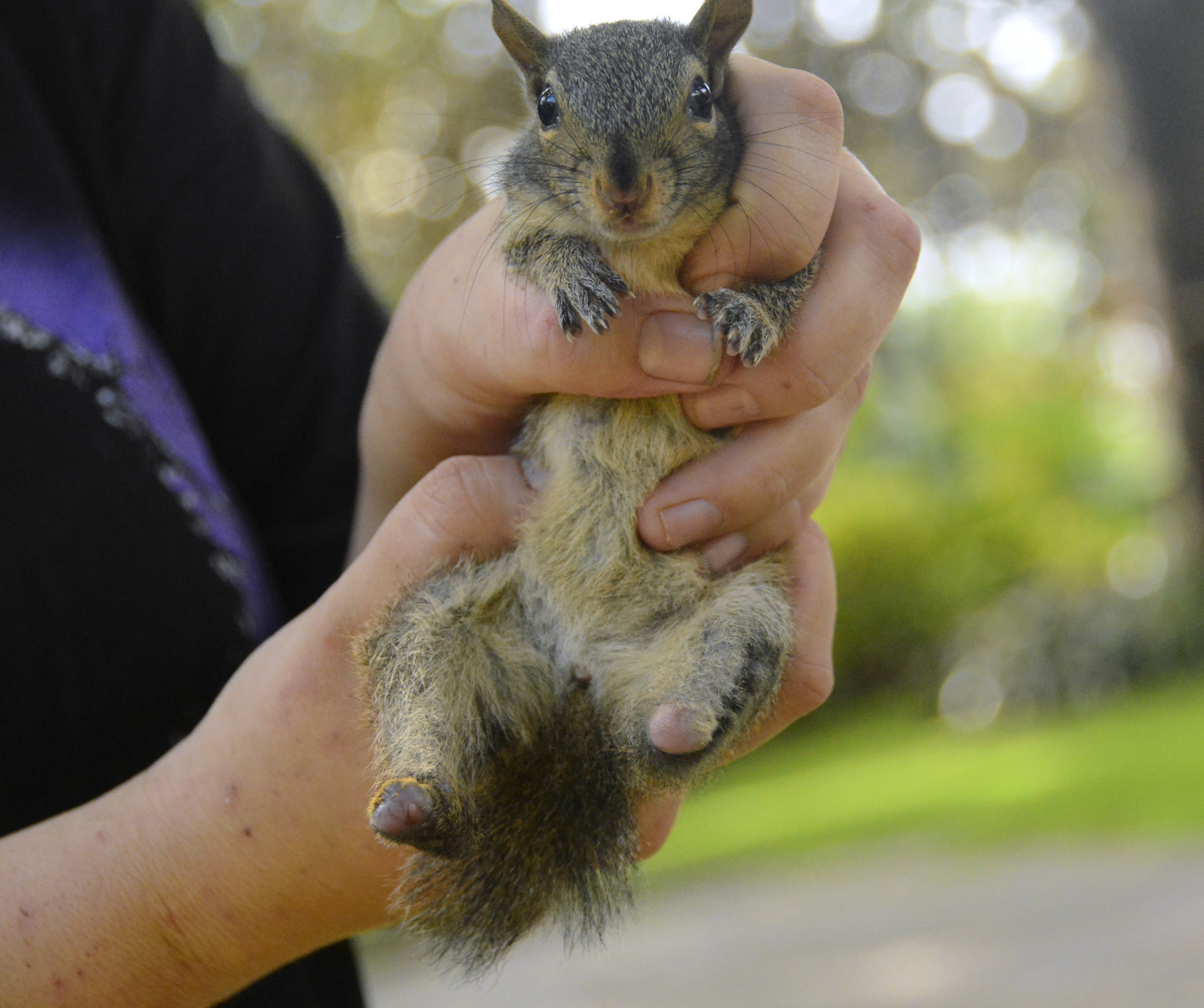 Lucky, a squirrel that lost its hind legs and tail in a tree-cutting accident, is one of Boskey’s permanent residents. 