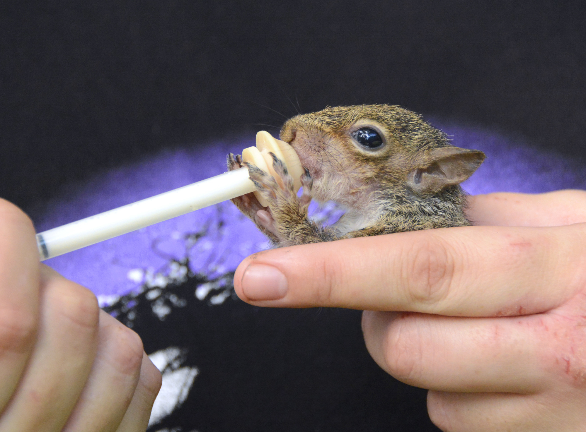 Squirrels are fed by hand at first but receive less attention over time so they can be released into the wild.