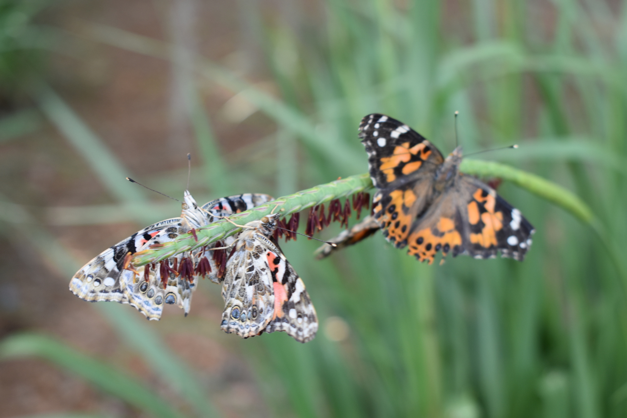 The painted lady butterflies perch on a branch, entering  their natural habitat.