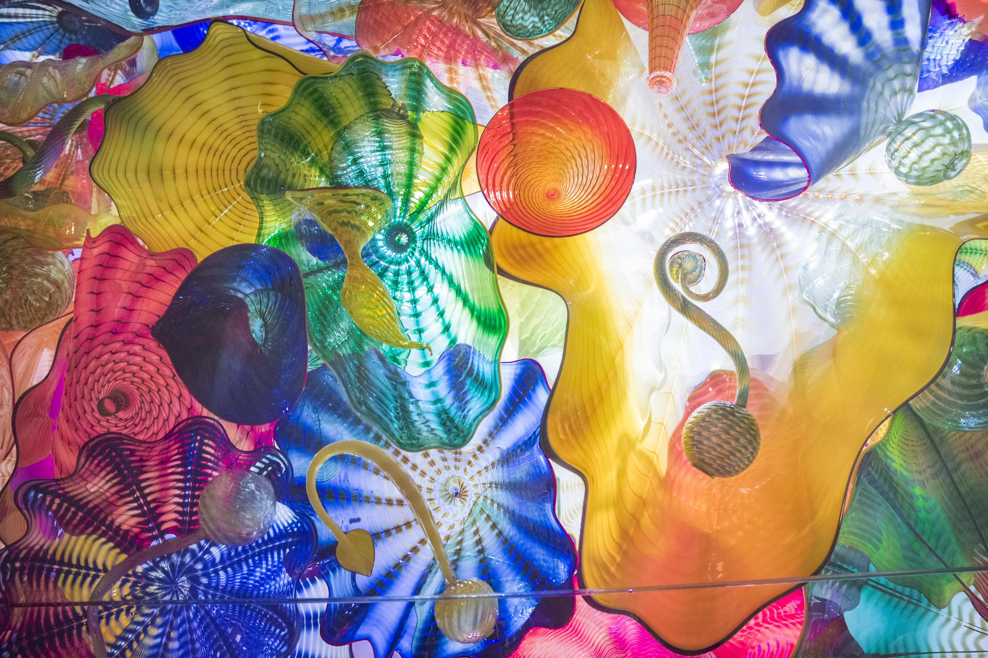 The Chihuly Collection at the Morean Arts Center is a stunning, permanent collection of world-renowned artist Dale Chihuly’s unique artwork. A 20-foot glass sculpture greets you at the entrance.  (Courtesy photo)