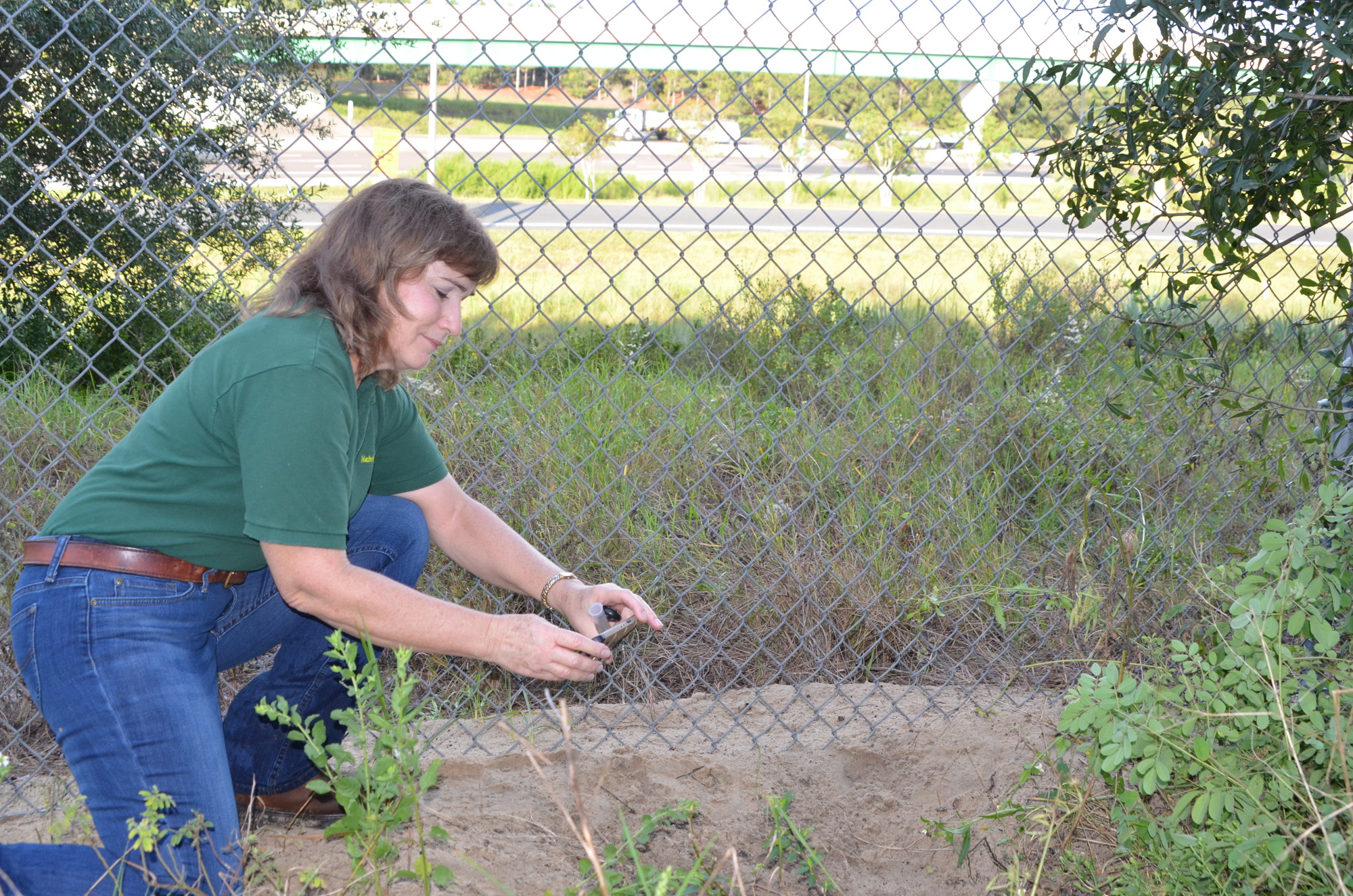 Theresa Schretzmann-Myers documents a gopher tortoise burrow close to Florida's Turnpike.