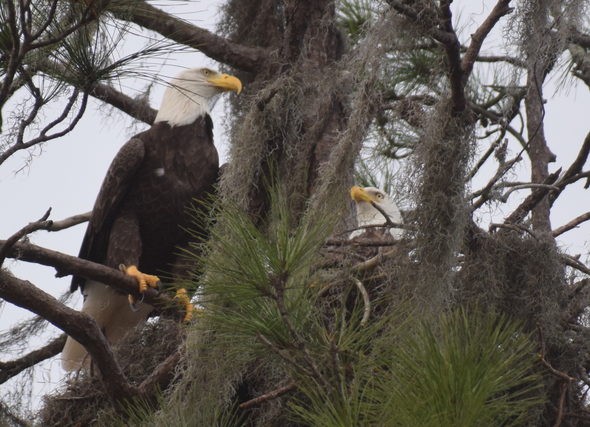 Bald eagles were removed from the endangered species list in 2007. (Photo by Jay Heater)