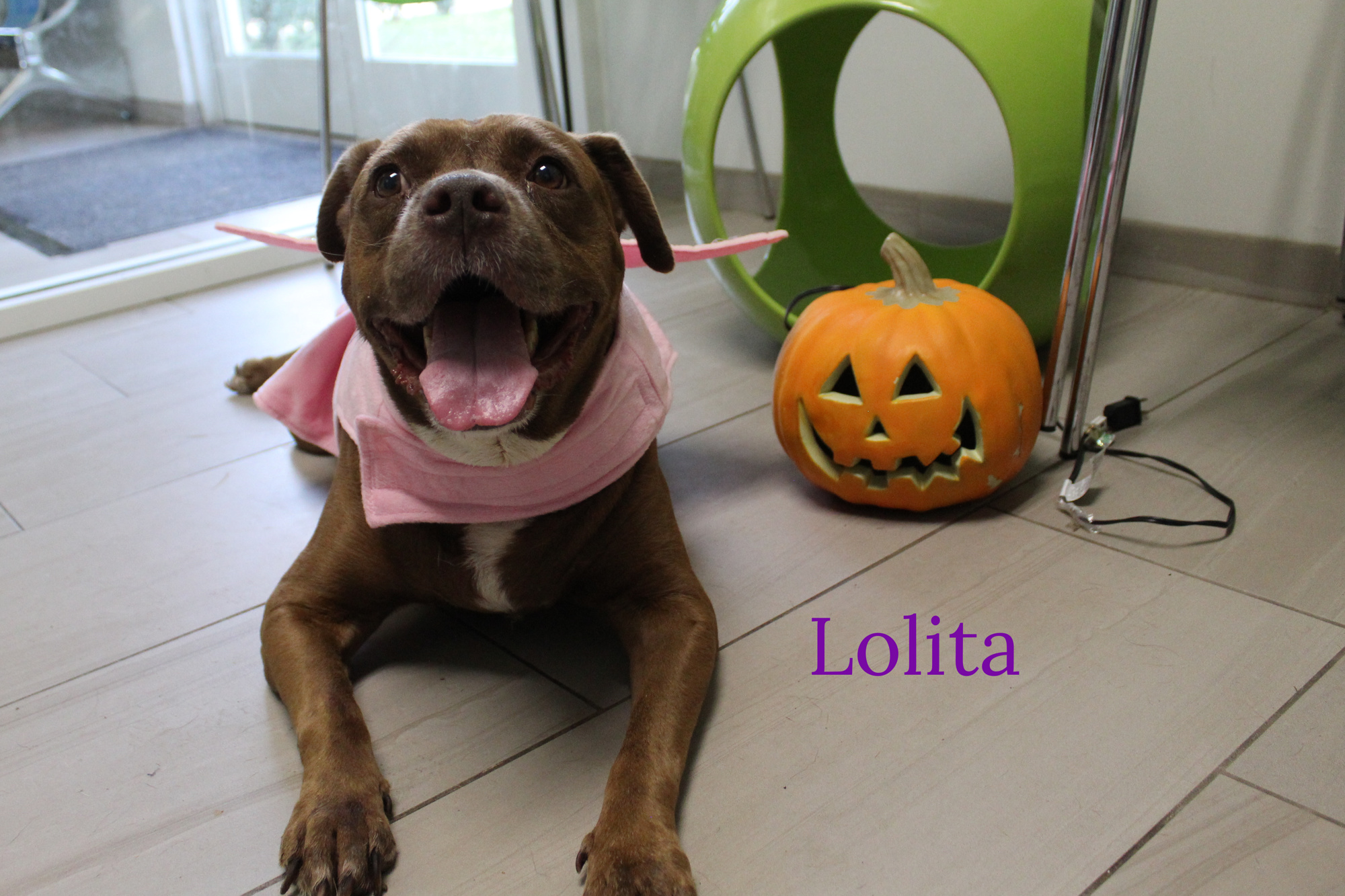 Lolita enjoys going for car rides, short walks and taking naps with her blankie. Courtesy photo