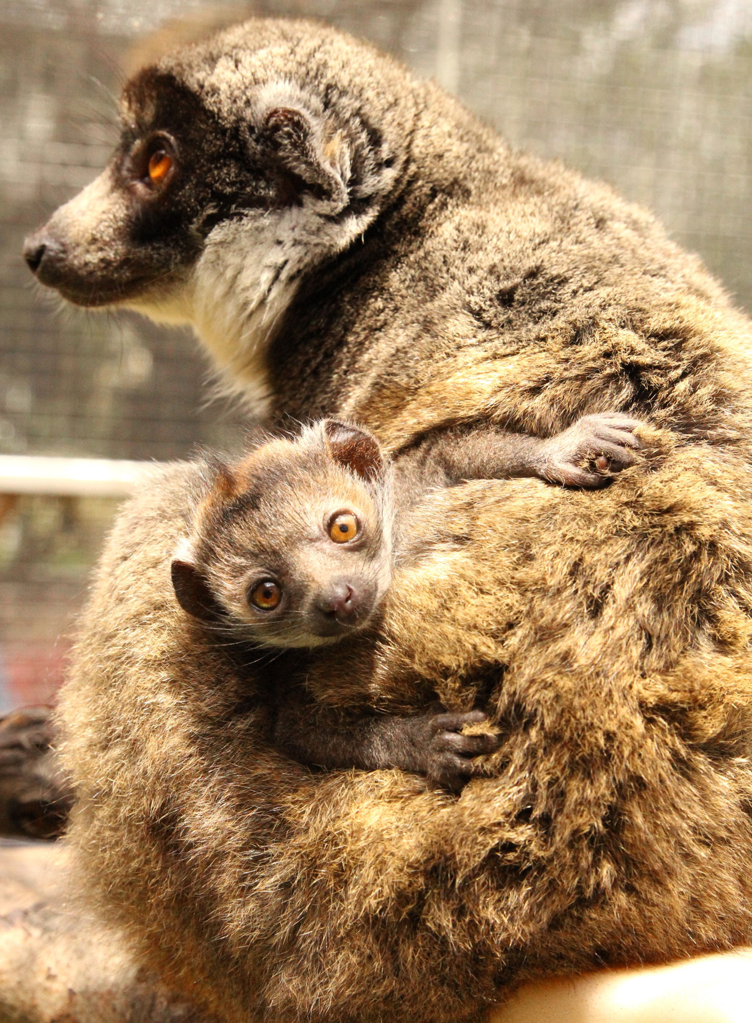 Mongoose lemur Luisa holds her baby at the Lemur Conservation Foundation in Myakka City.