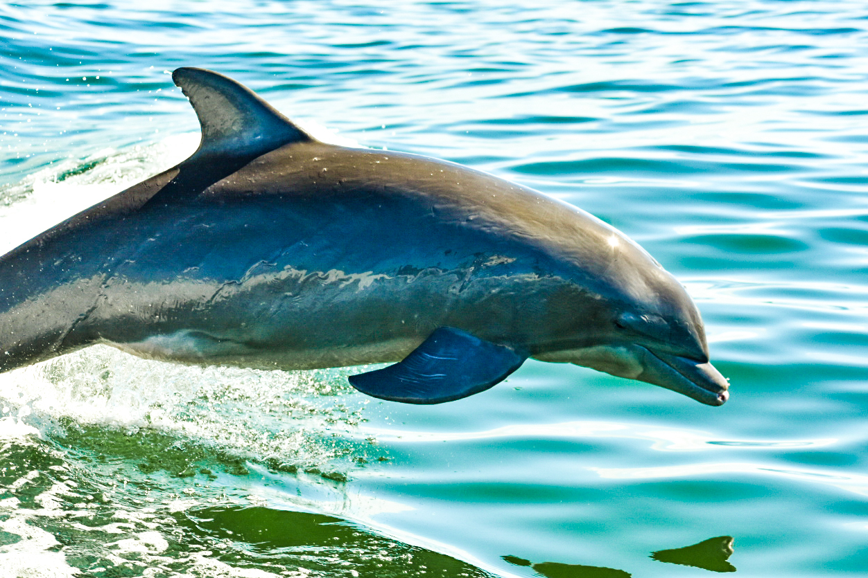 Harkness loves photographing dolphins. (Photo by John Harkness)