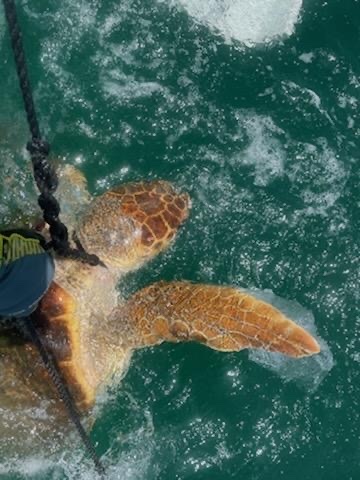 A female loggerhead turtle being untangled from a crab trap. (Courtesy photo)