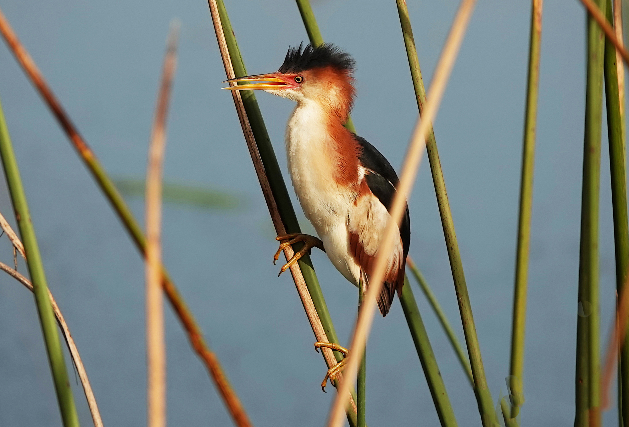 Celery Fields in particular has a robust variety of birds — the Sarasota Audubon Society can help you figure out which is which.
