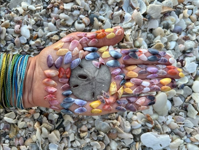 Shell hunting is a passtime on Longboat Key. (Photo courtesy of Sheila Loccisano)