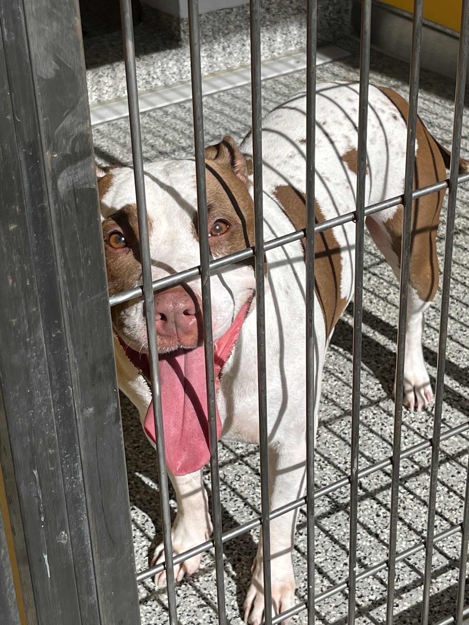 A dog is happy to see anyone walking by. The kennels have an outdoor and indoor space. (Photo by Liz Ramos)