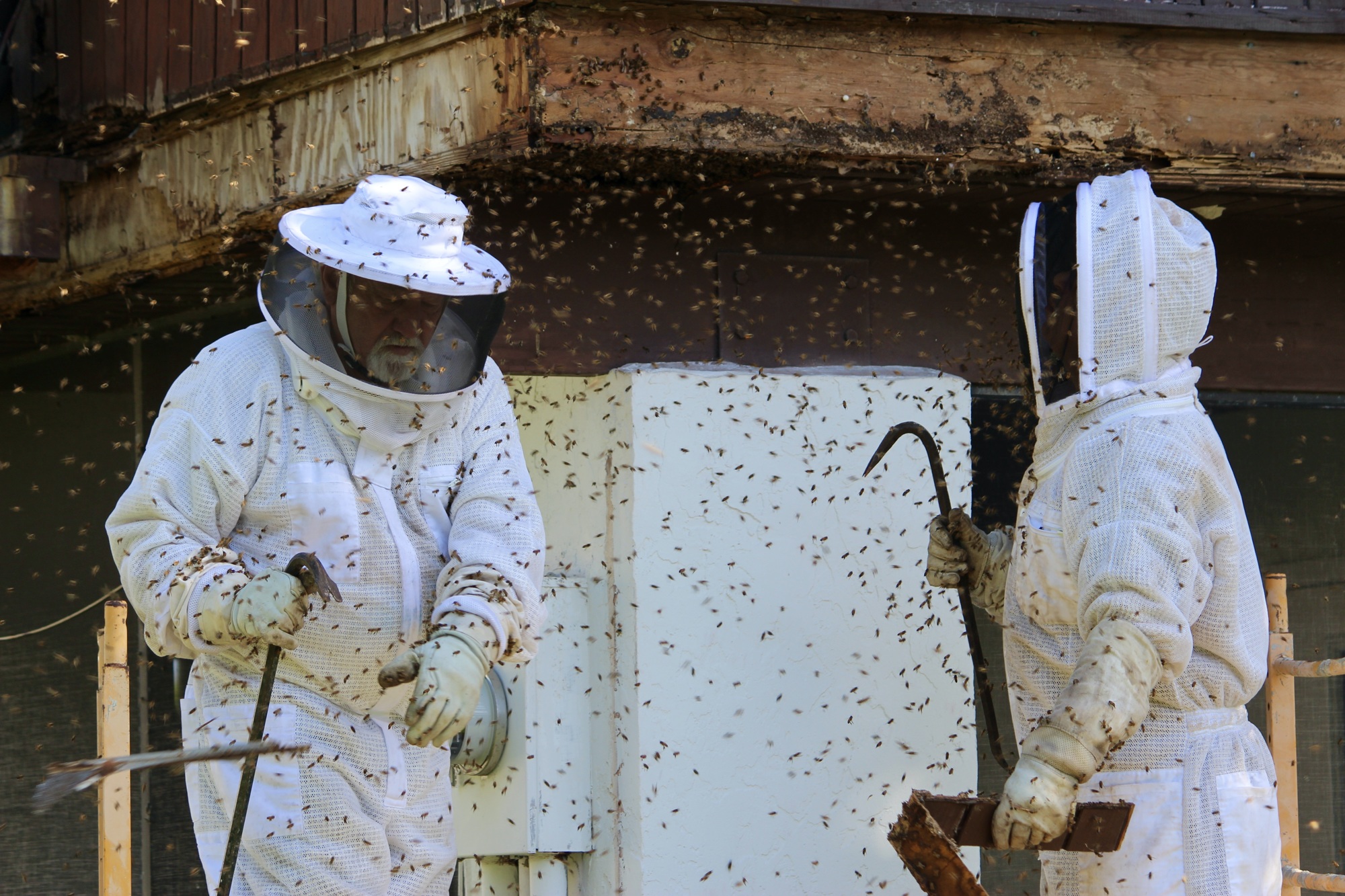 Bees swarm Tony Woodard and Amine Bensaid. (Photo by Lesley Dwyer)