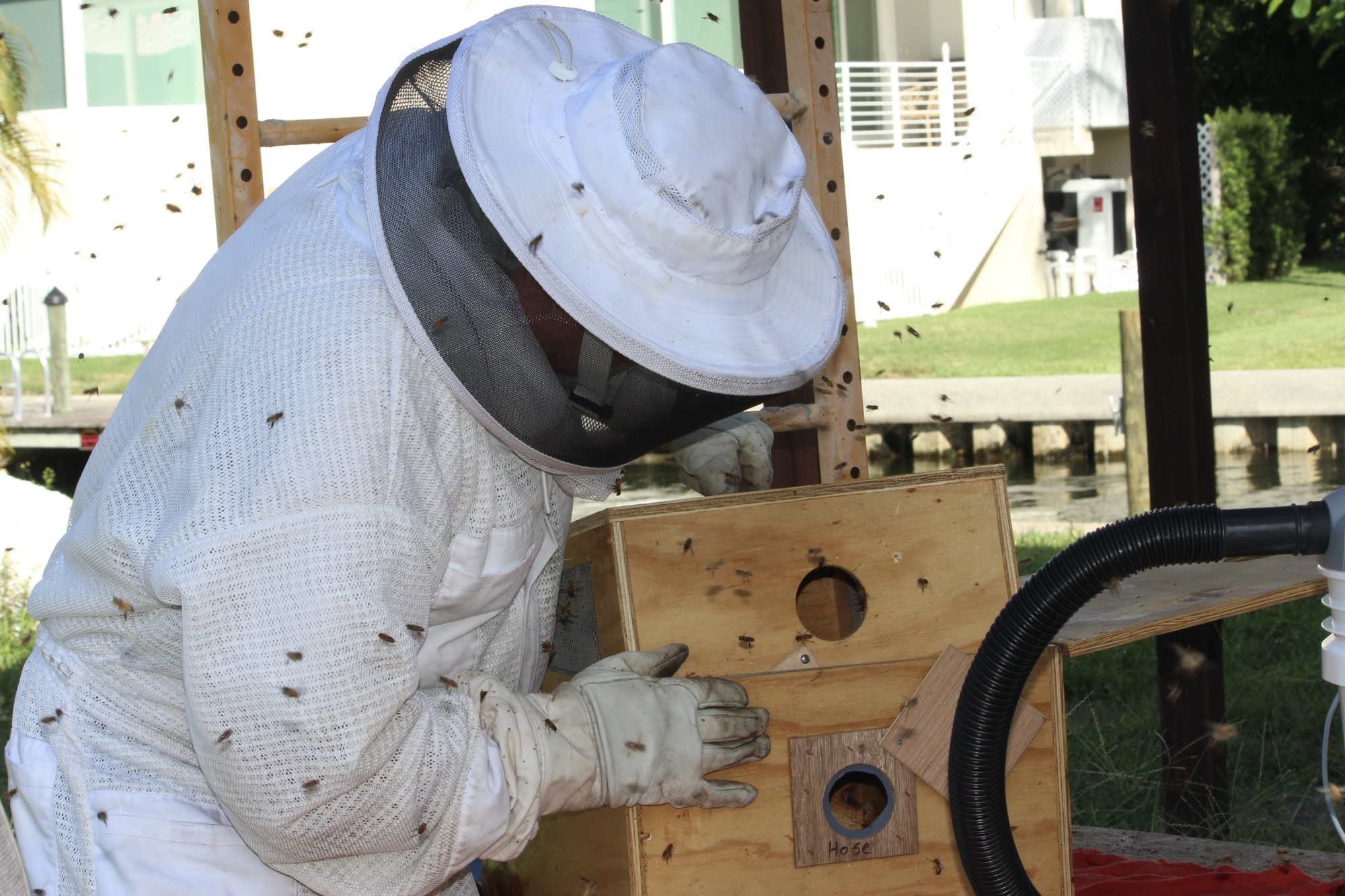 A vacuum hose attaches to the box to collect bees. (Photo by Lesley Dwyer)
