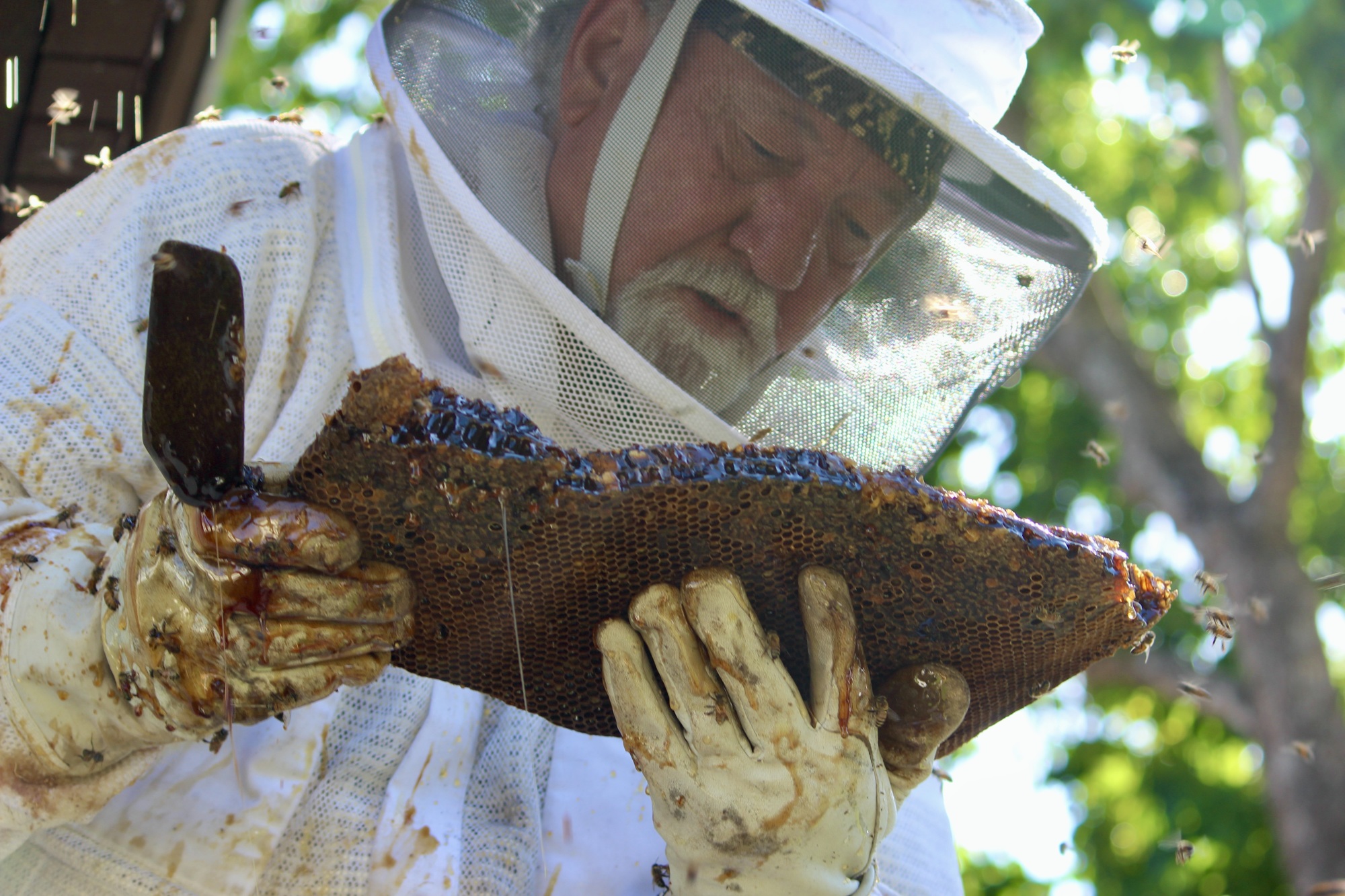 Tony Woodard inspects the honeycomb looking for larva. (Photo by Lesley Dwyer)