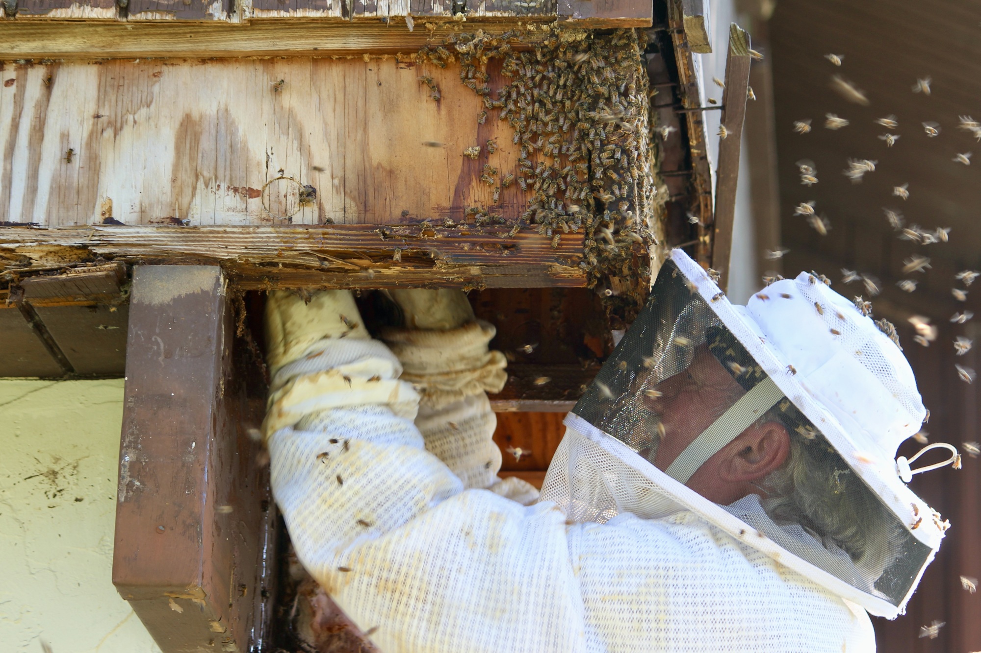 Busy bees move hive found on the underside of a home eave | Your Observer