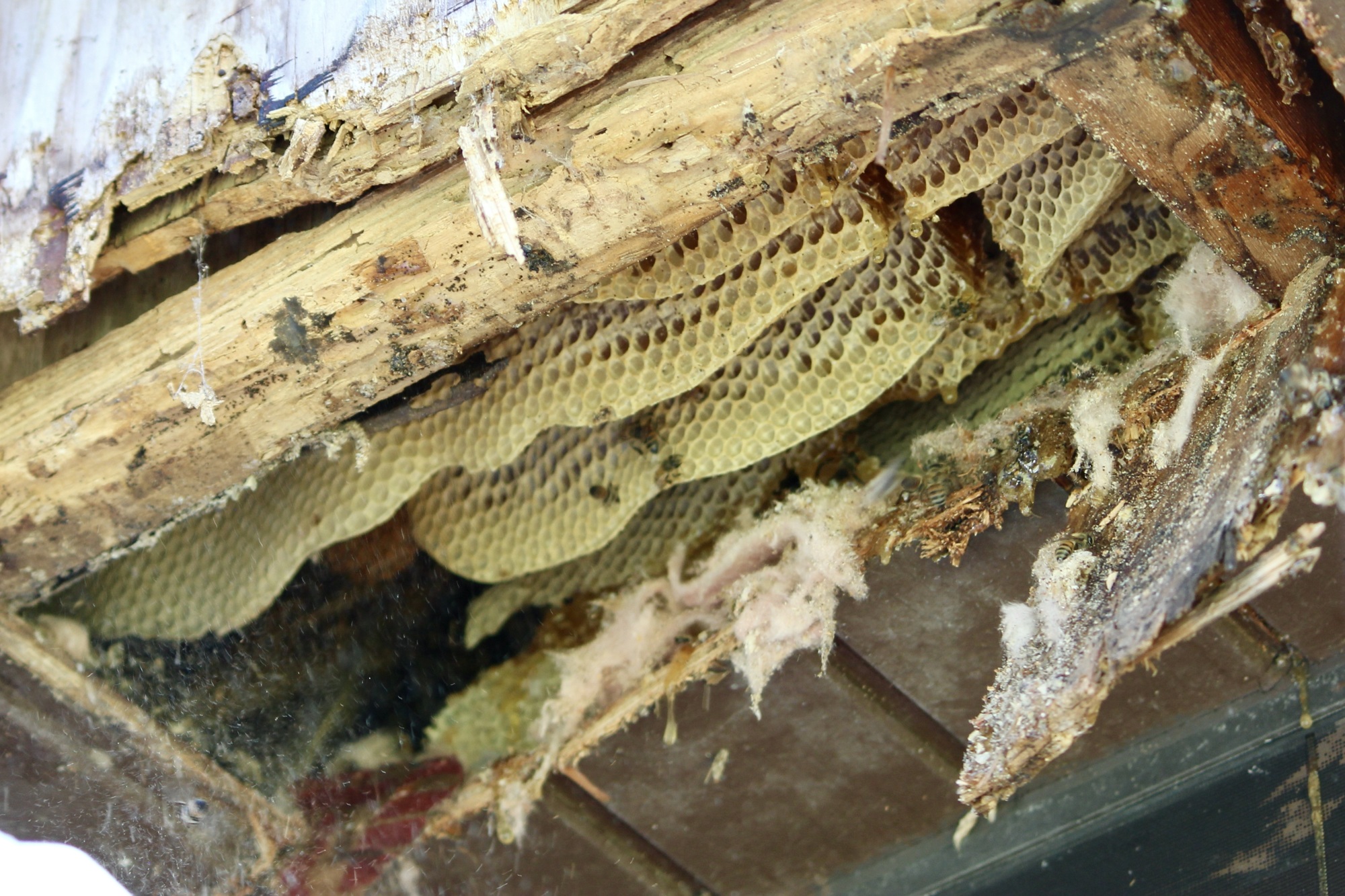 A bee hive takes over a soffit on Longboat Key. (Photo by Lesley Dwyer)