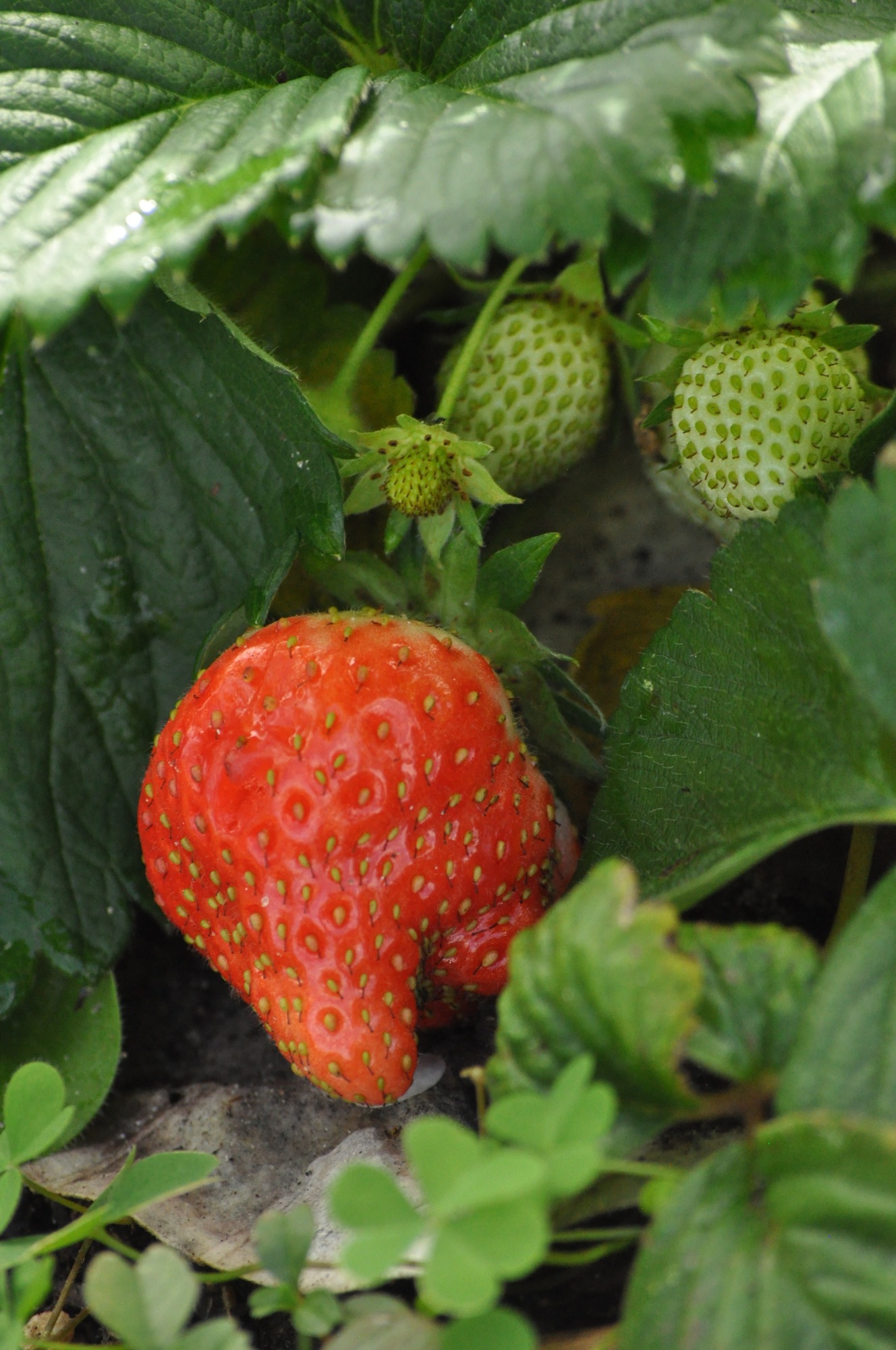 Strawberries grow in the garden in 2018. (File photo)