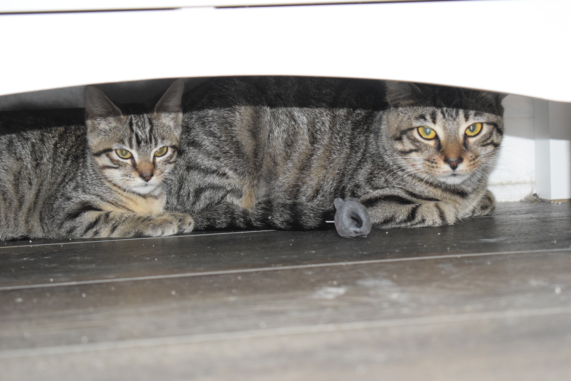 Ender and Bella peer out from under a dresser in Ava Biasini's bedroom. (Photo by Jay Heater)