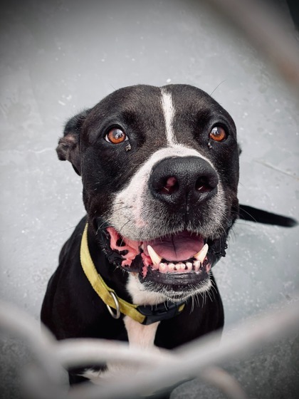 Loki, a 7-year-old American Staffordshire mix, is looking for his new home. Courtesy photo