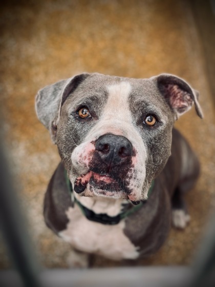 Mr. Worldwide, a 5-year-old American pit bull mix. Courtesy photo
