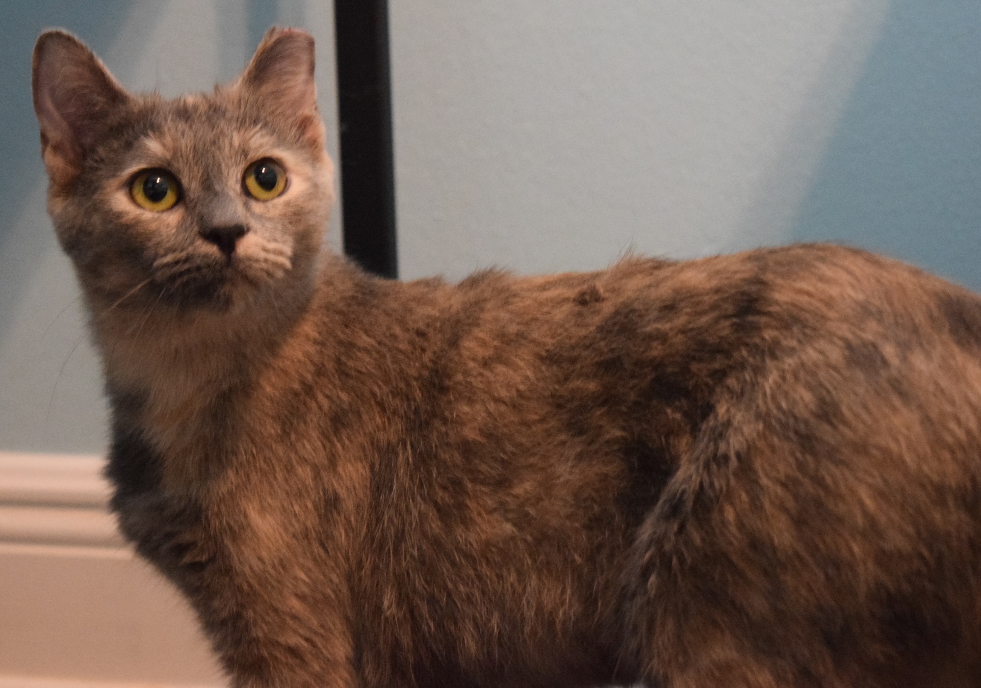 Pumpkin would love to find a new home. (Photo by Jay Heater)