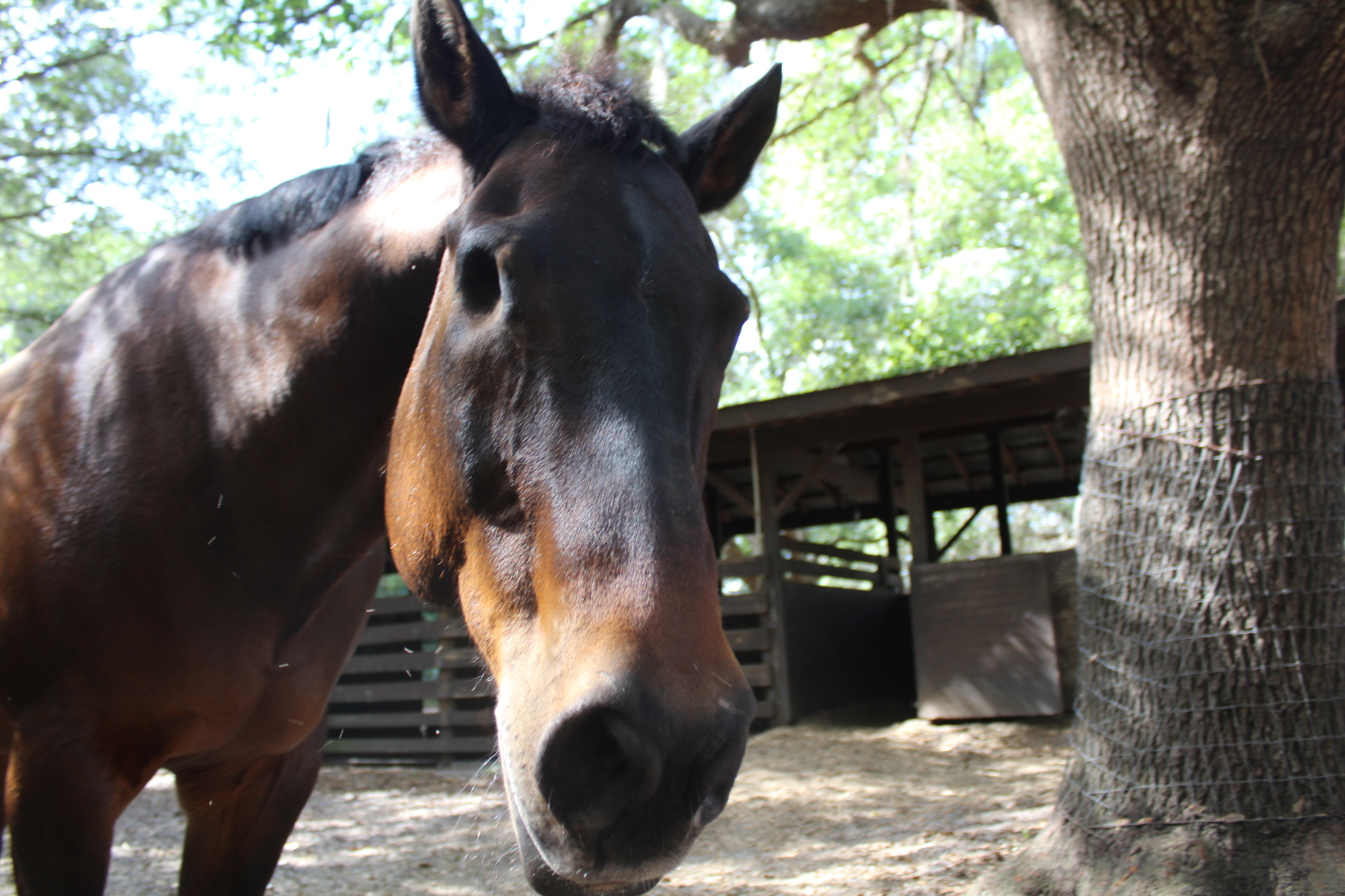 Magic was a beloved horse at SMART and the inspiration for one of the nonprofit's programs. (File photo)