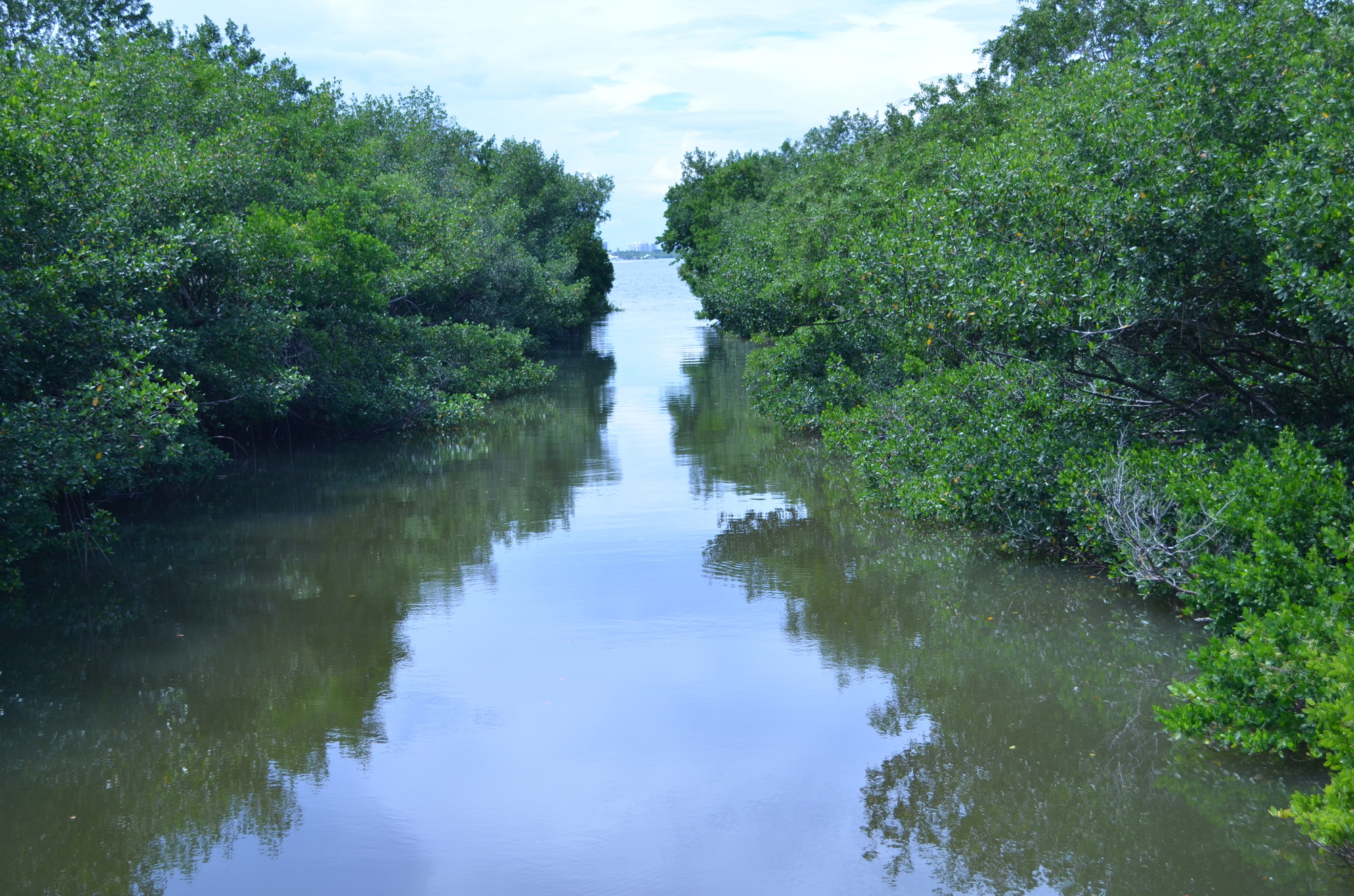Among the completed work at The Bay is the mangrove bayou. (Photo by Andrew Warfield)