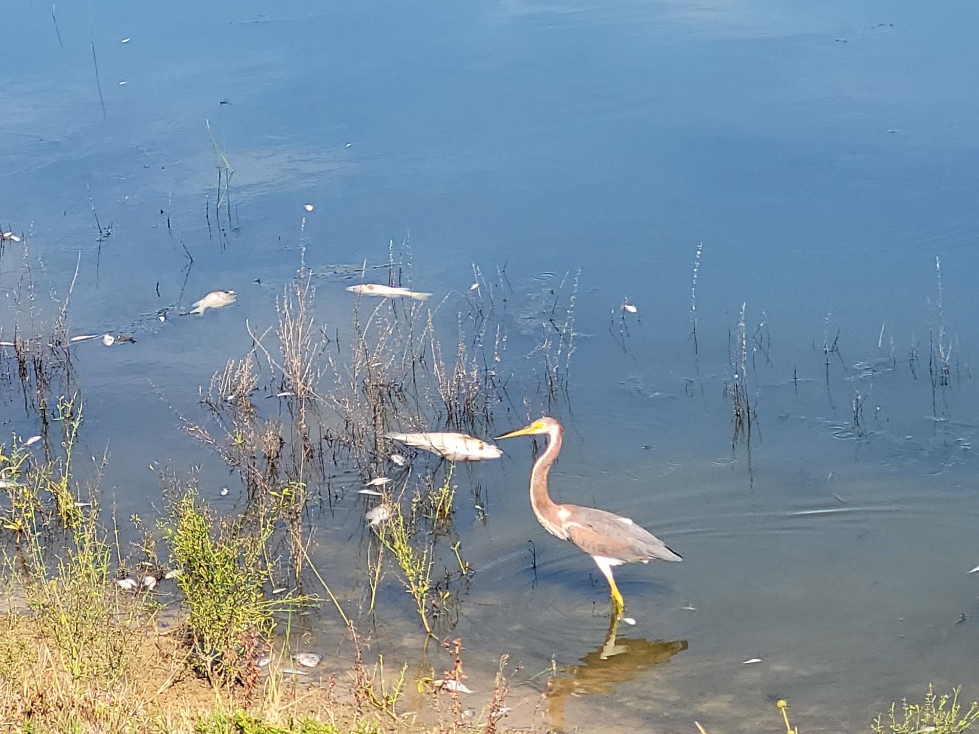 A heron explores an area that has seen a fish kill. (Courtesy photo)