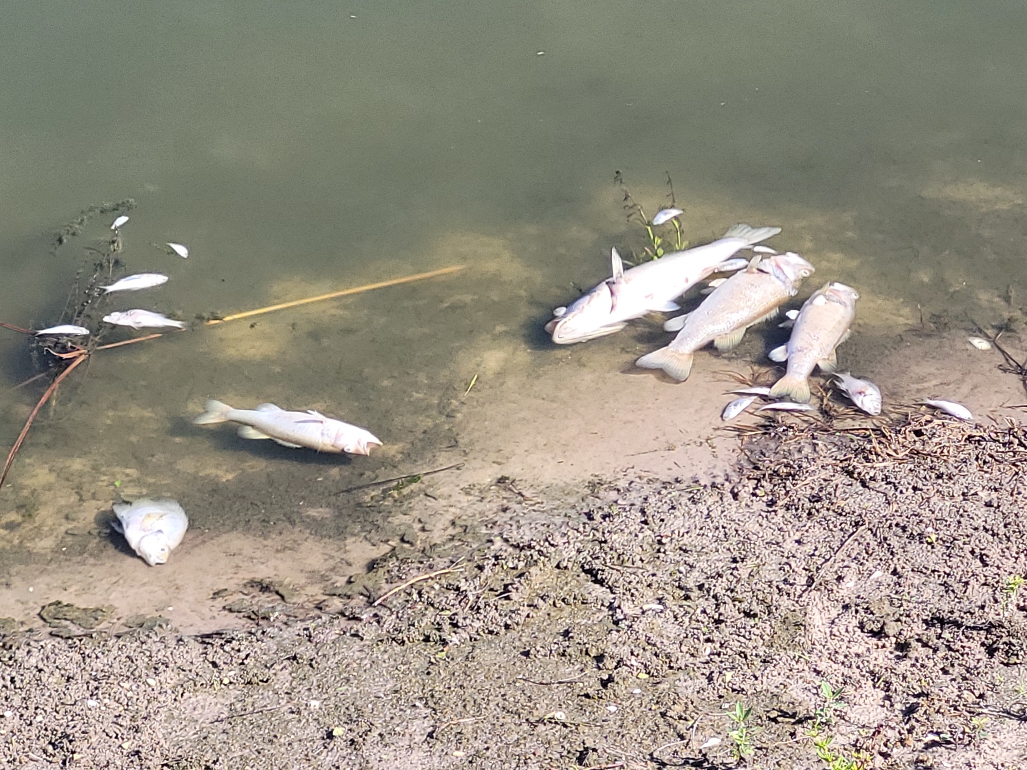 Lakewood Ranch's Scott Gruber said dead fish were lining the shores of a pond in Greenbrook Adventure Park. (Courtesy photo)