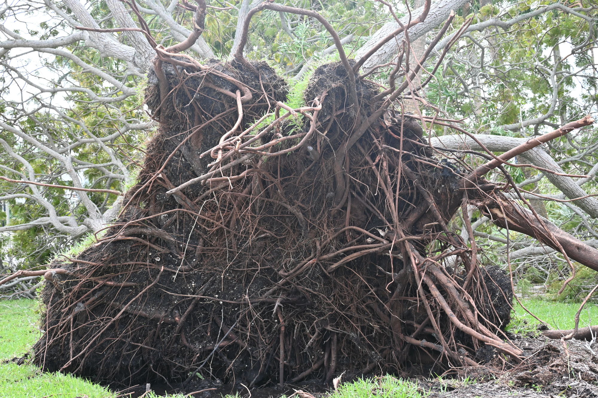 A tree and its root system overturned in the center of the Circle. (Photo by Spencer Fordin)