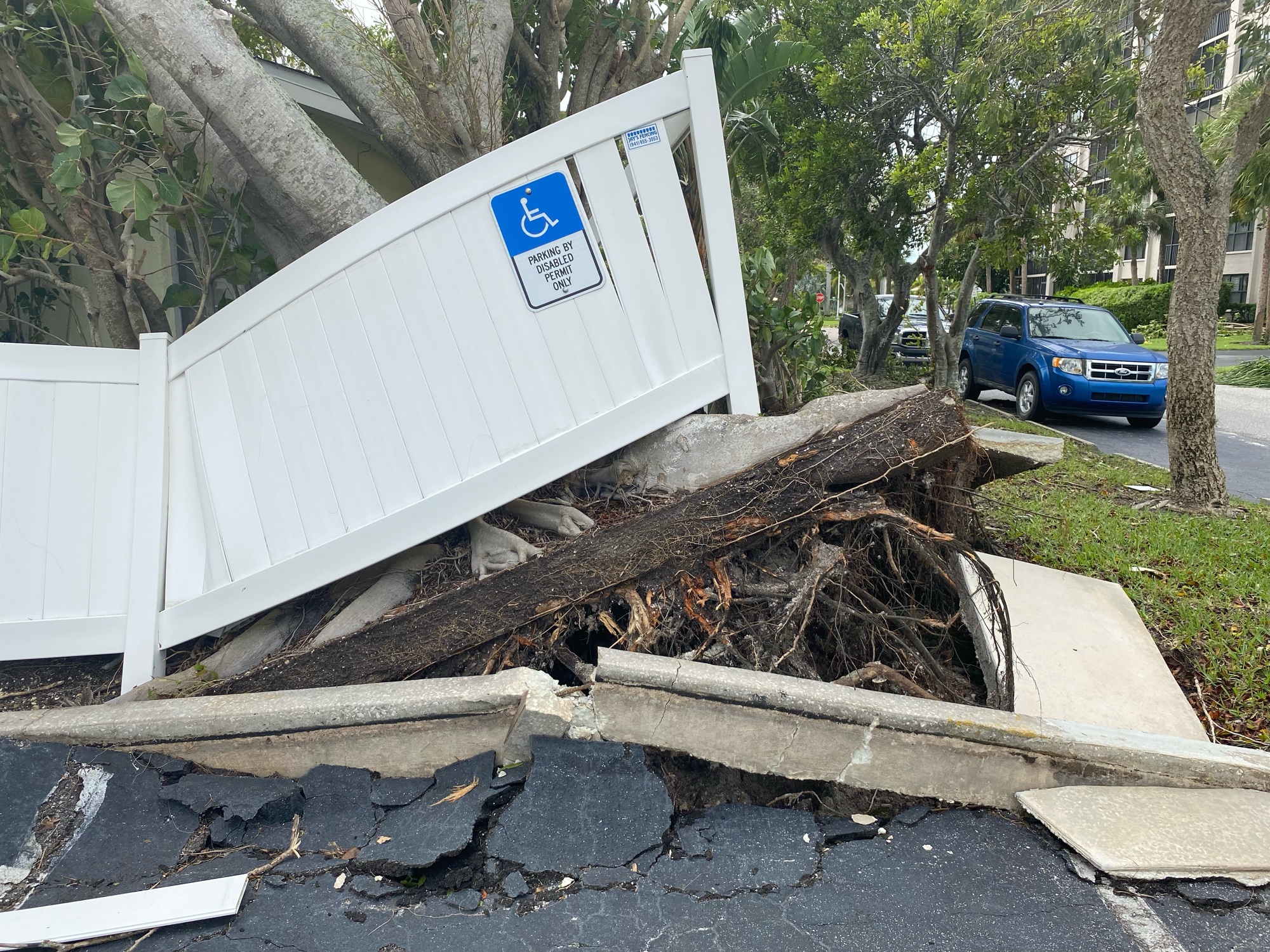 A broken sidewalk and uprooted tree on Lido Key. (Photo by Spencer Fordin)