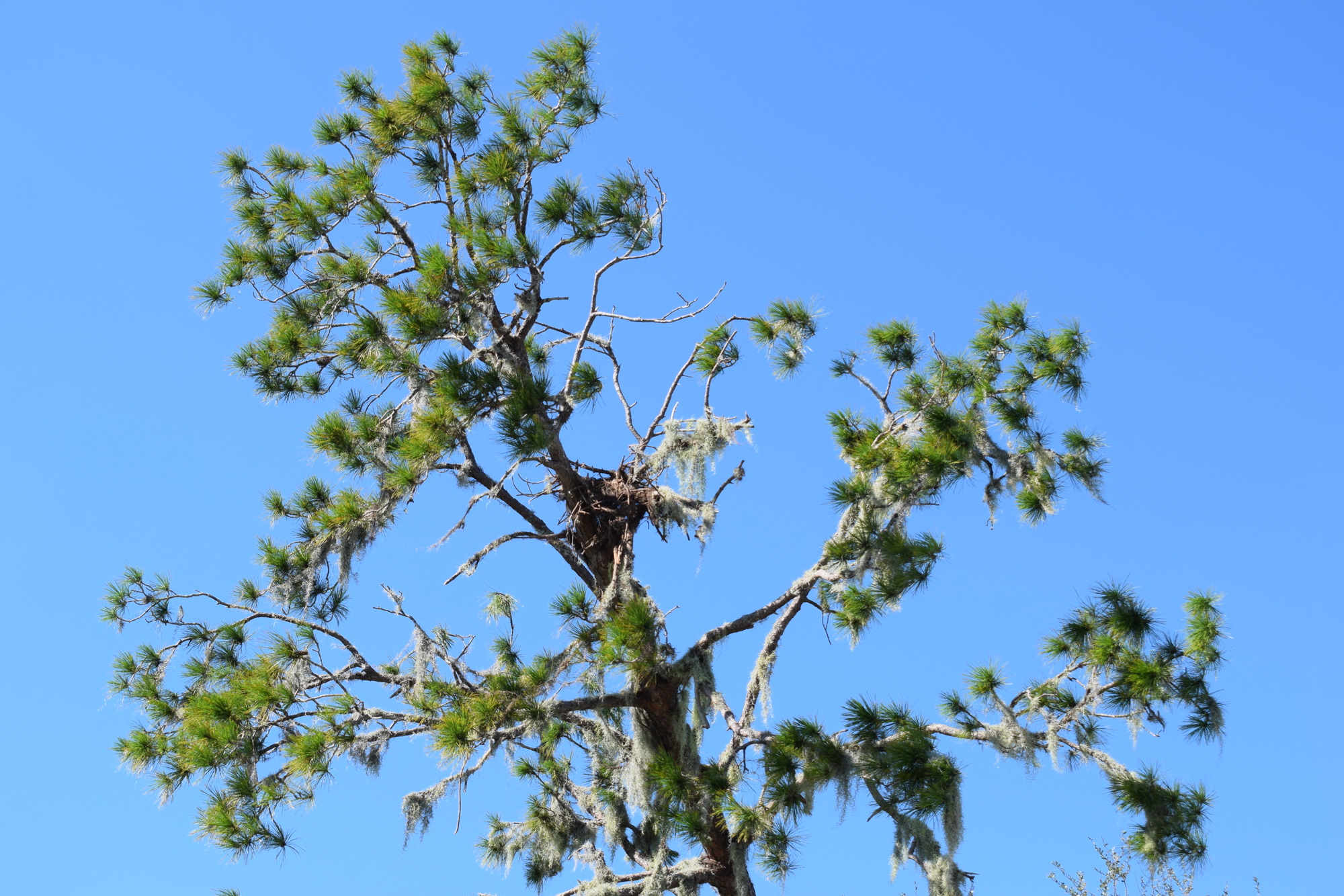 Only a small part of the bald eagles' nest that was in the tree remains after it fell due to Hurricane Ian.