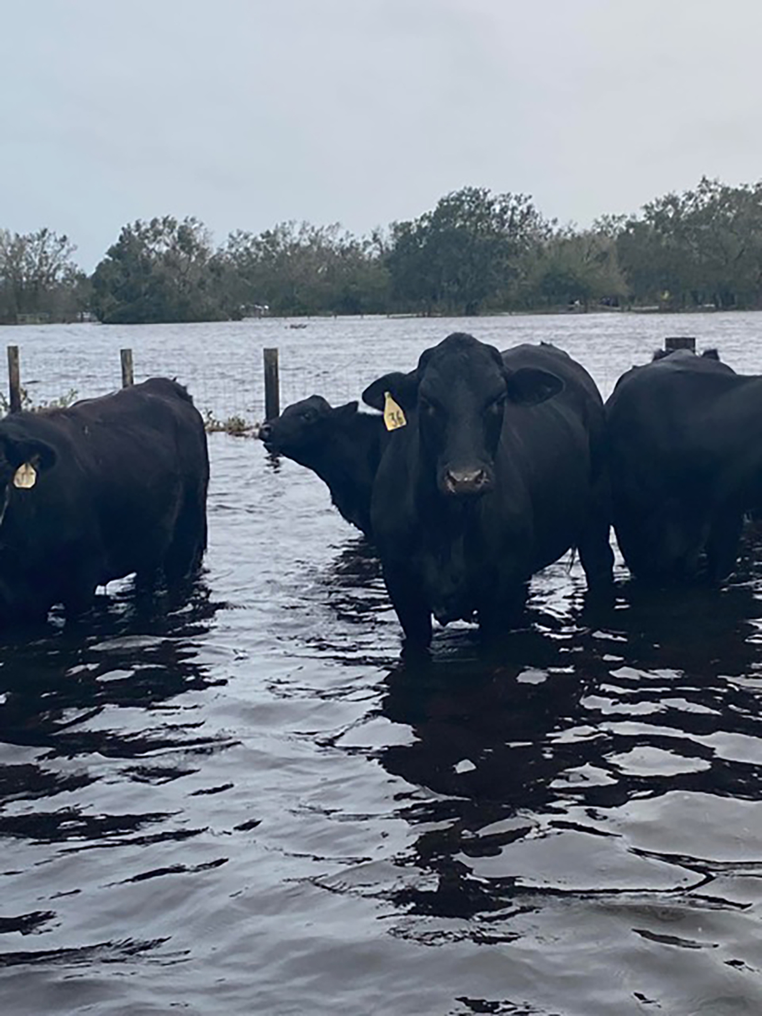The cows at Rose and Clyde Alstrom's property in Myakka City wade through water that overflowed from the Myakka River. (Courtesy photo)