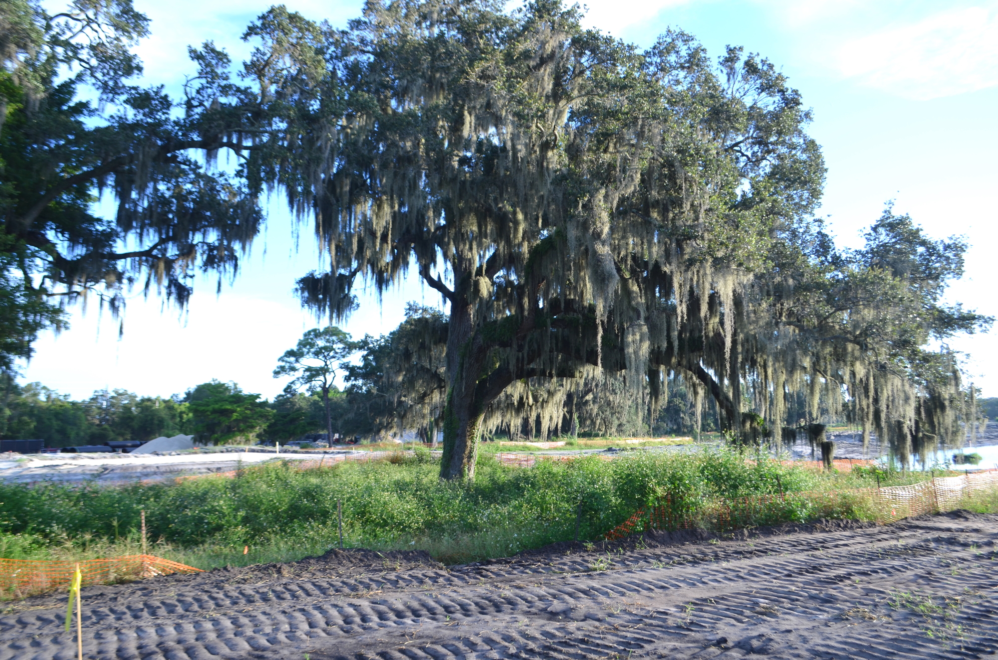 Hundreds of trees planted since the Bobby Jones Golf Complex first opened have been removed, but hundreds of original live oaks and others remain. (Andrew Warfield)